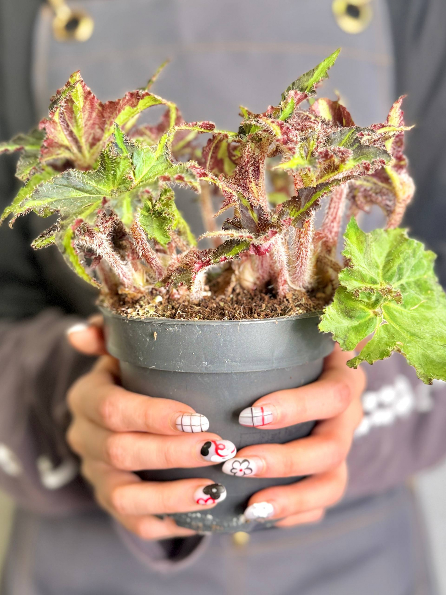 Бегония Борщевиколистная Нигриканс (Begonia Heracleifolia var. Nigricans) D12см