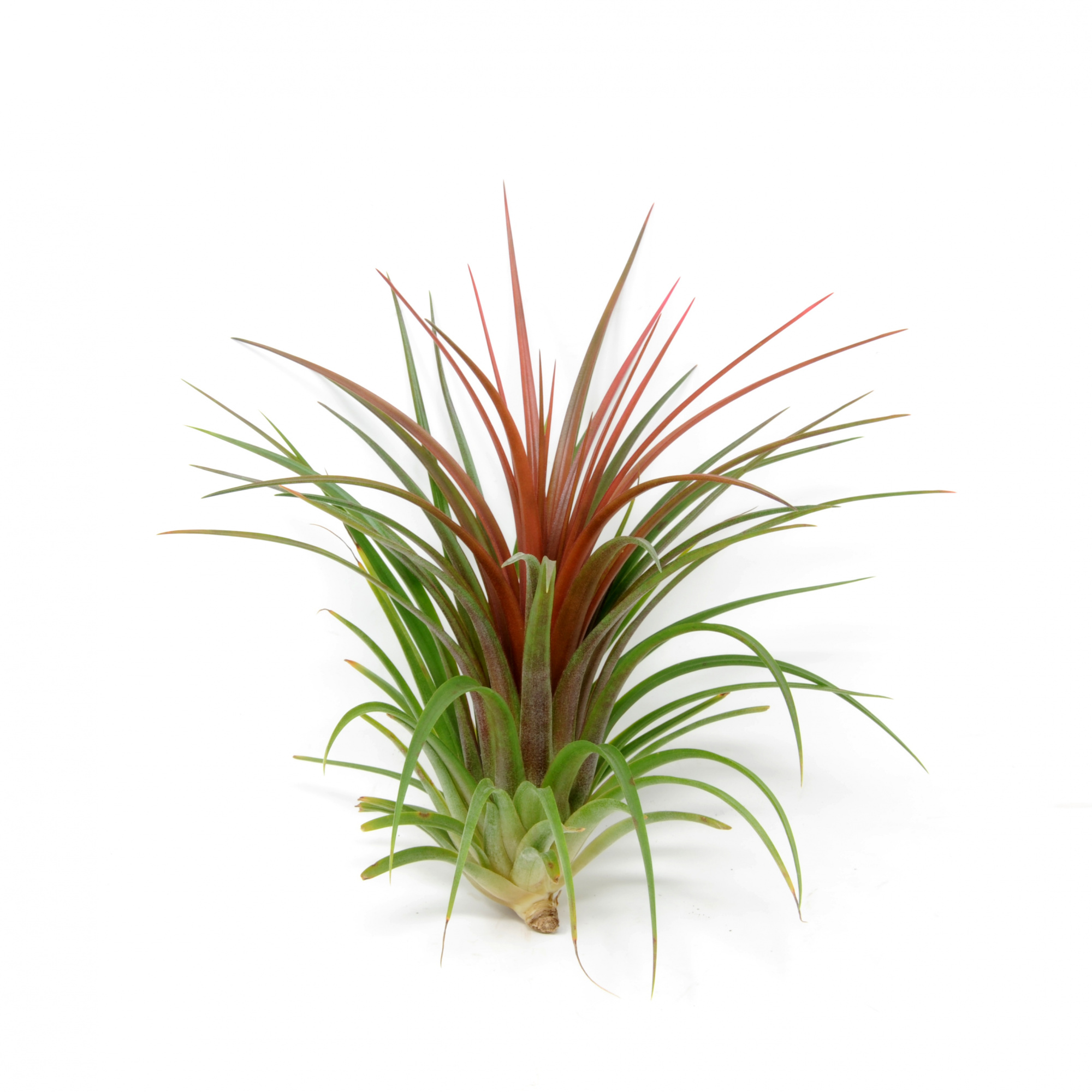 Тилландсия Рейнфорест Ред (Tillandsia Rainforest Red)