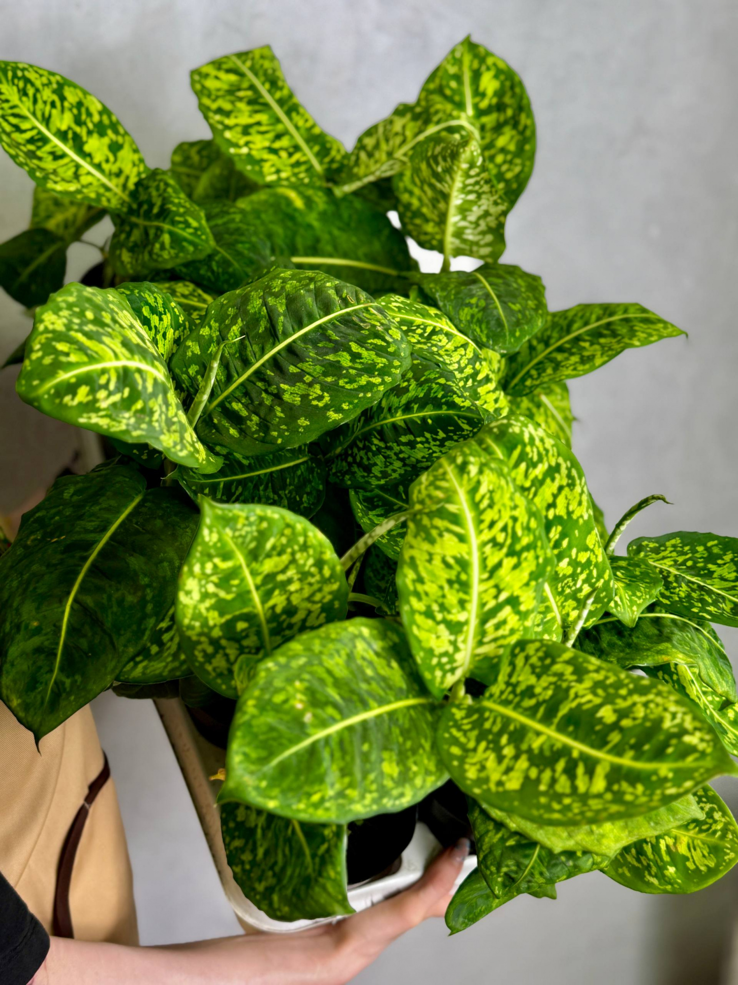 Диффенбахия Рефлектор (Dieffenbachia Reflector) D12см