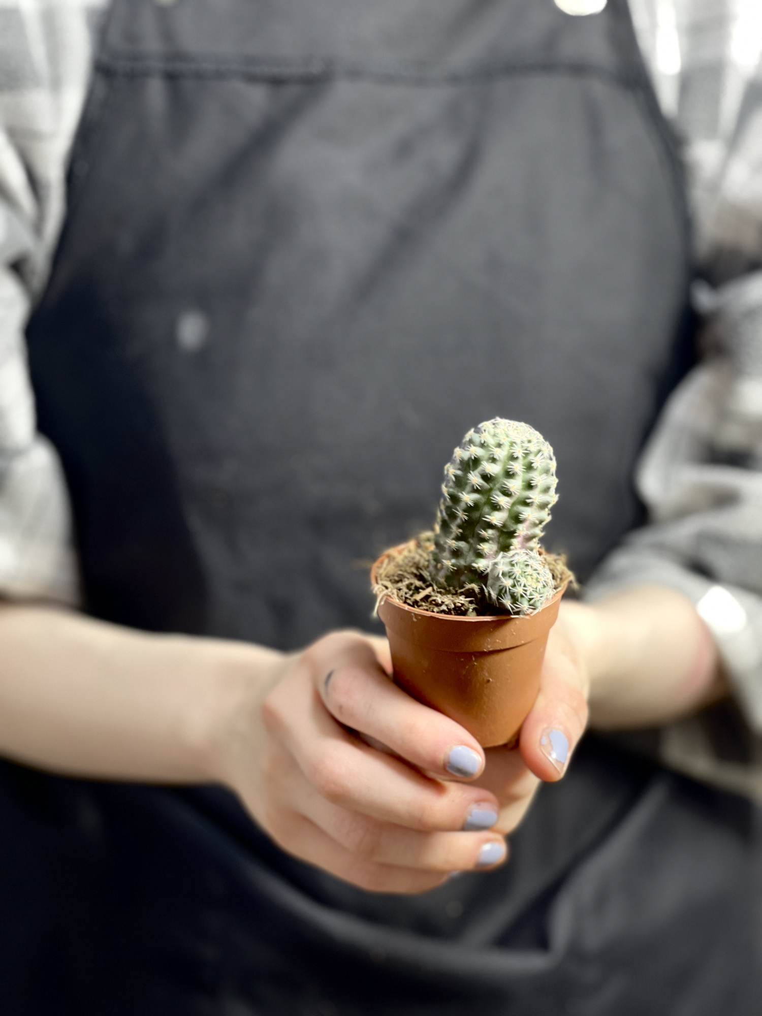 Ребуция Пигмея (Rebutia Pygmaea) D5см
