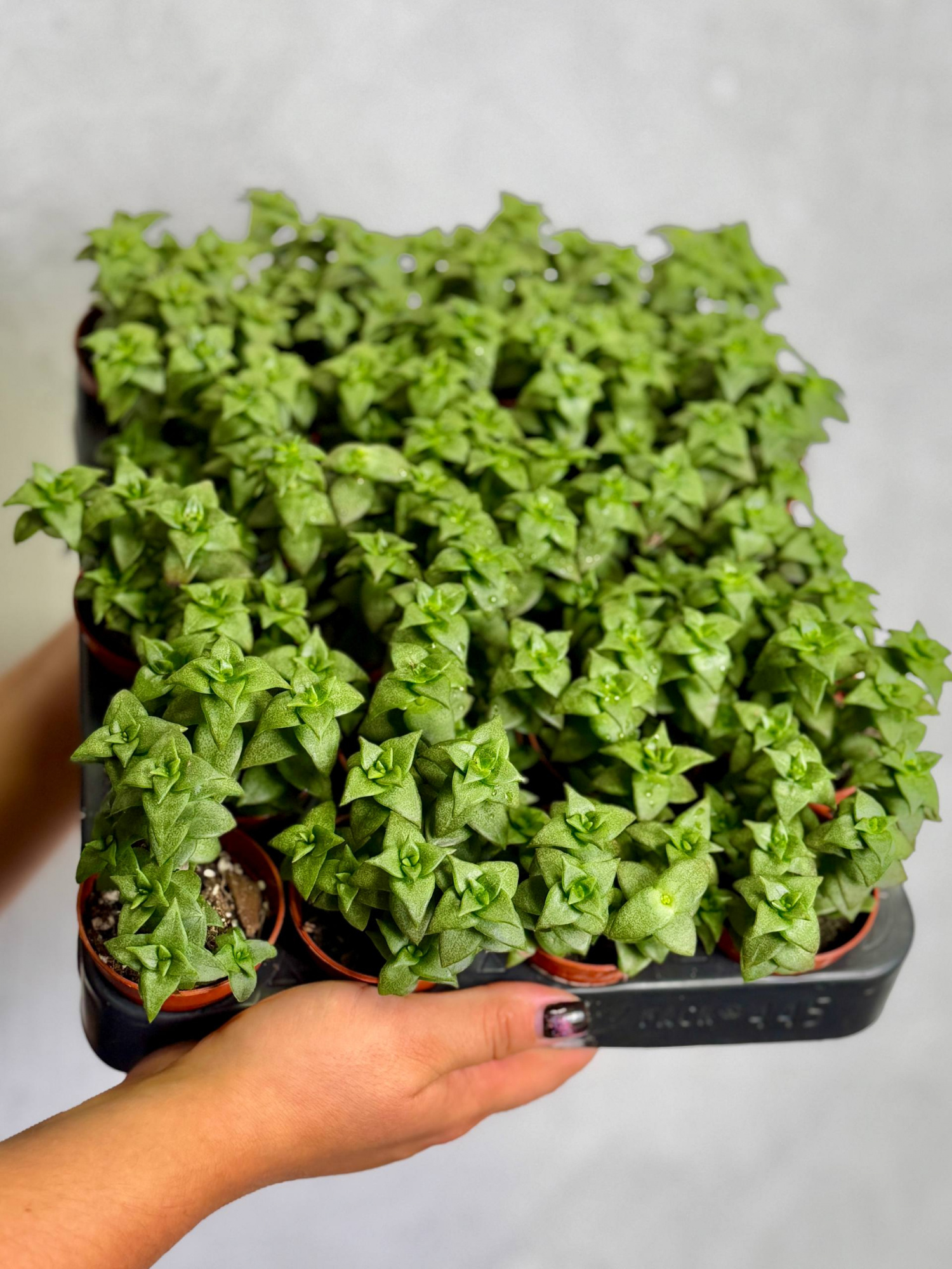 Крассула Продырявленная (Crassula Perforata) D5см