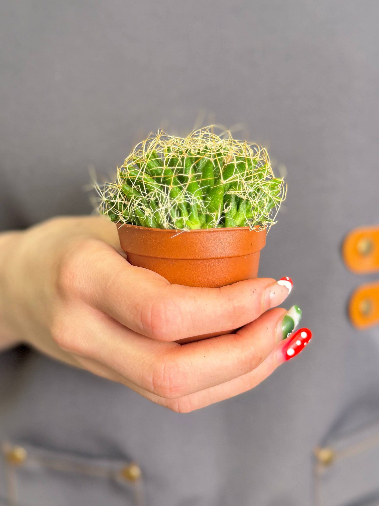 Маммиллярия Камптоприха (Mammillaria Camptotricha) D5см
