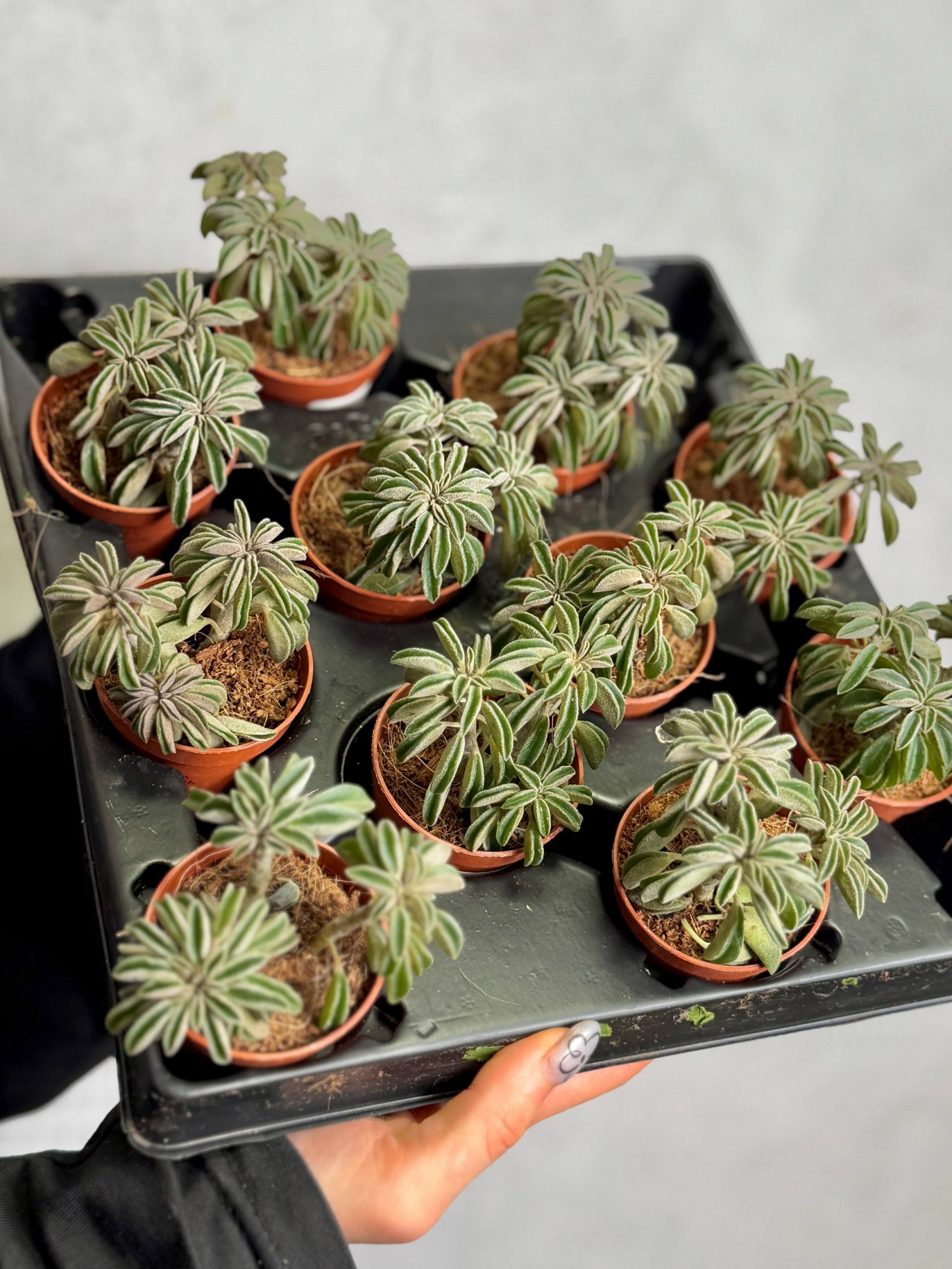 Пеперомия Асперула (Peperomia Asperula) D5см
