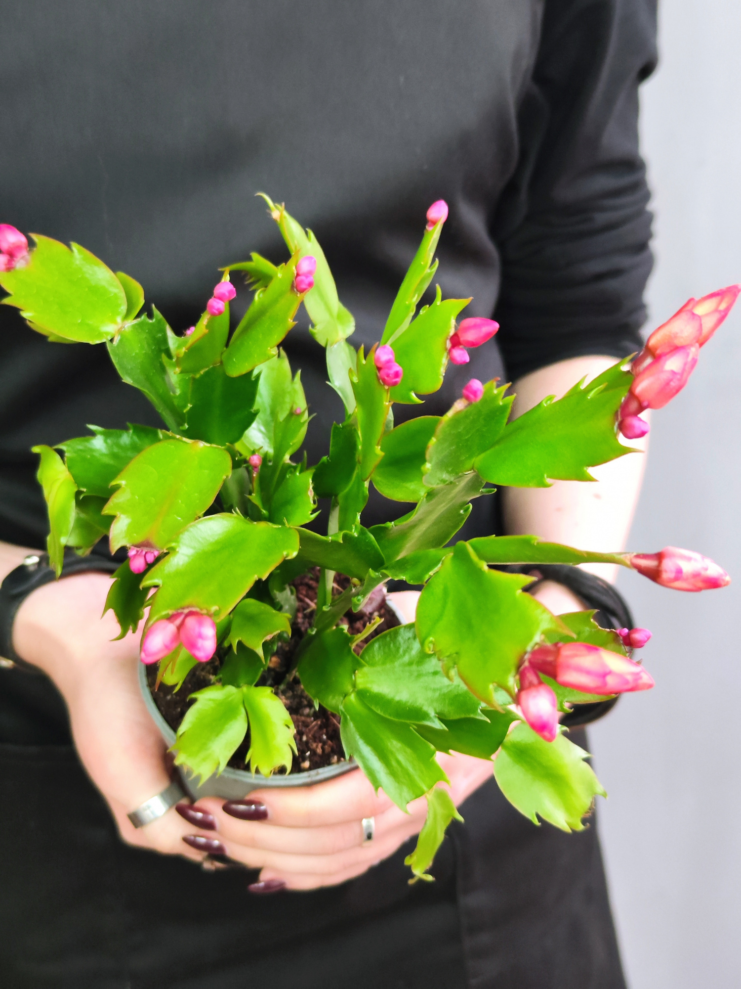 Декабрист Оранжевый, или Шлюмбергера (Schlumbergera Tendenza Orange) D9см