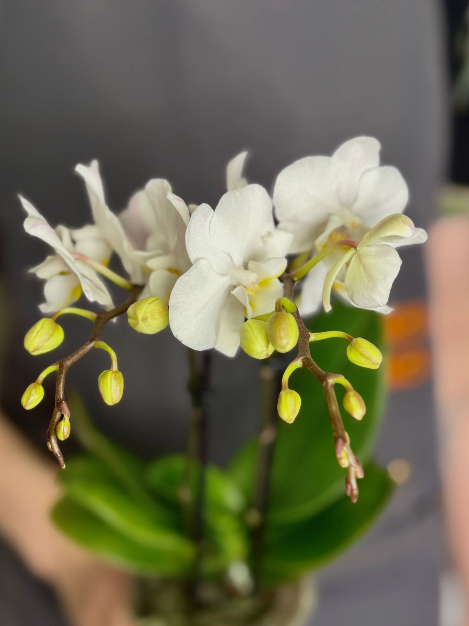 Орхидея Фаленопсис Мини Вайт (Phalaenopsis Multiflora White) D9см