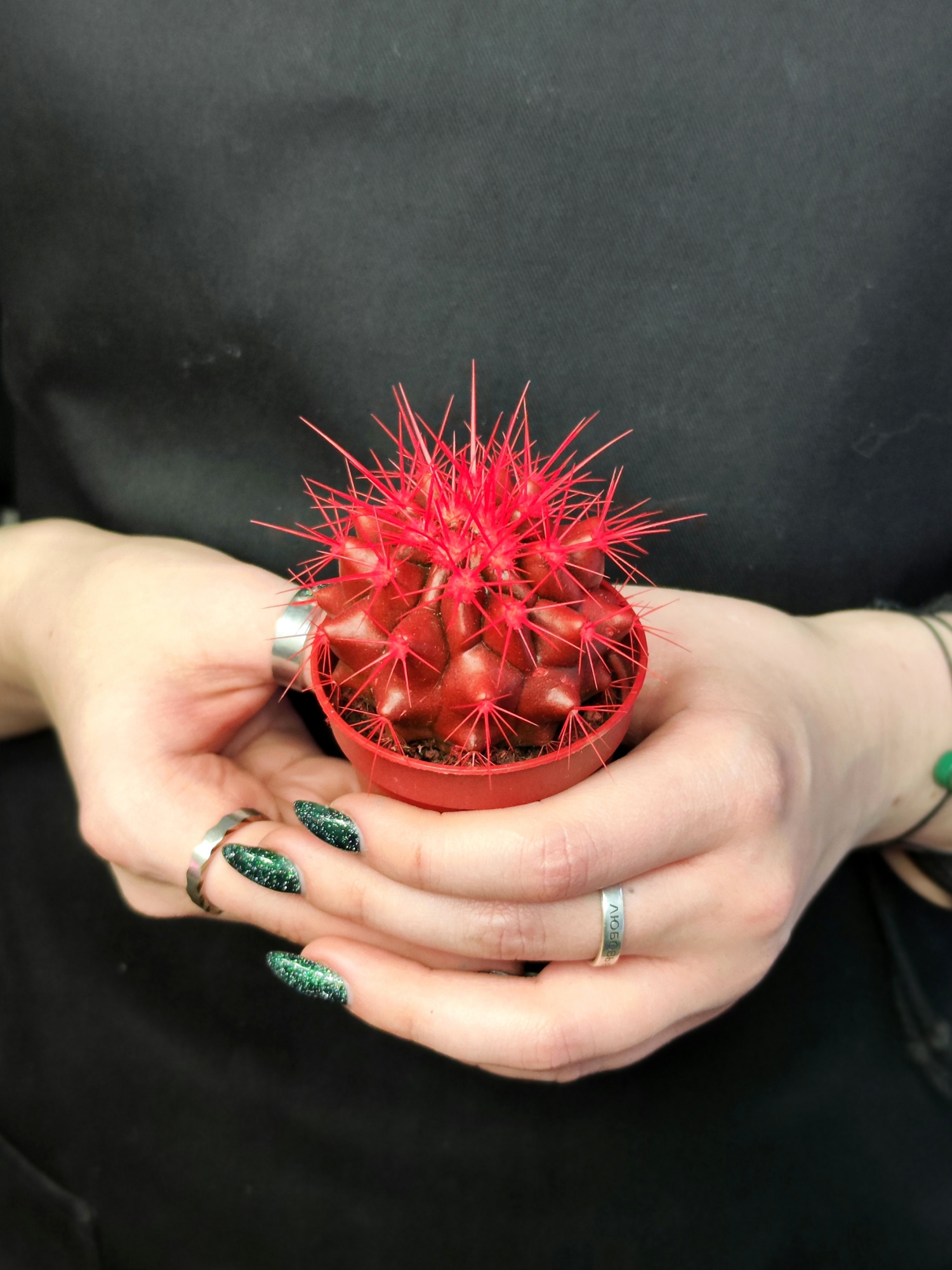 Кактус Цветной Красный (Echinocactus Rainbow Red) D5см