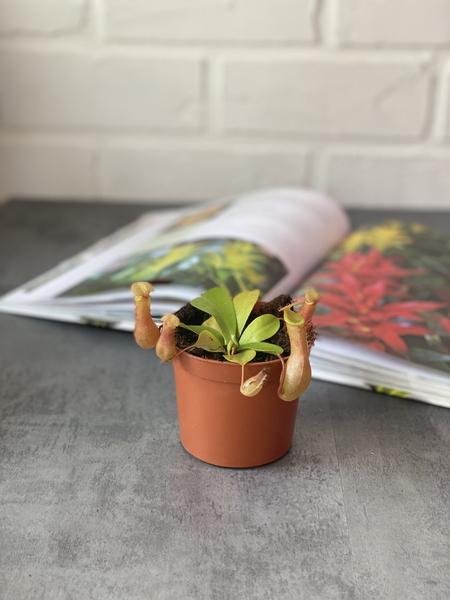 Непентес Вентрата (Nepenthes Ventrata) D9см