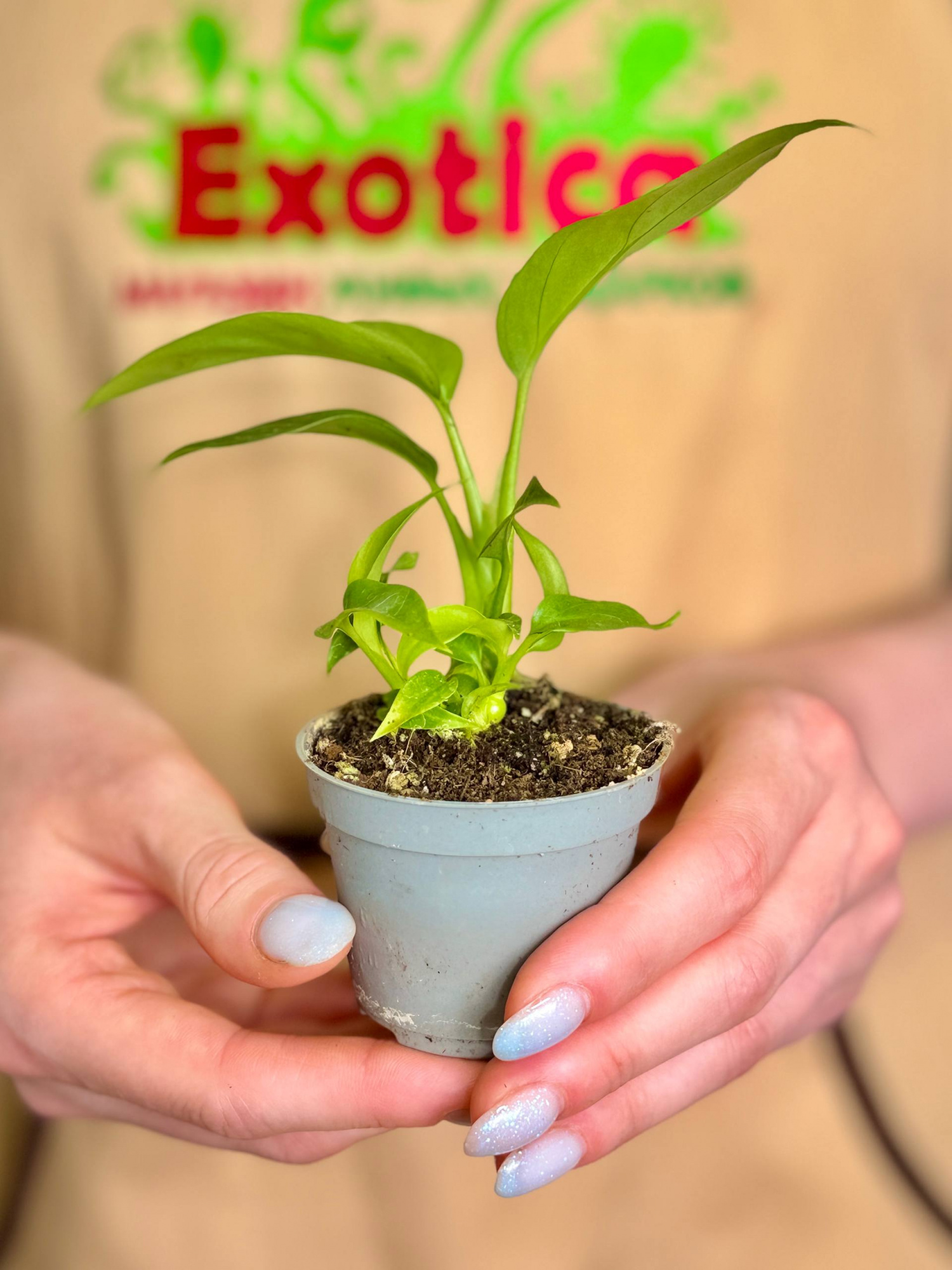 Монстера Минима (Monstera Minima) D6см