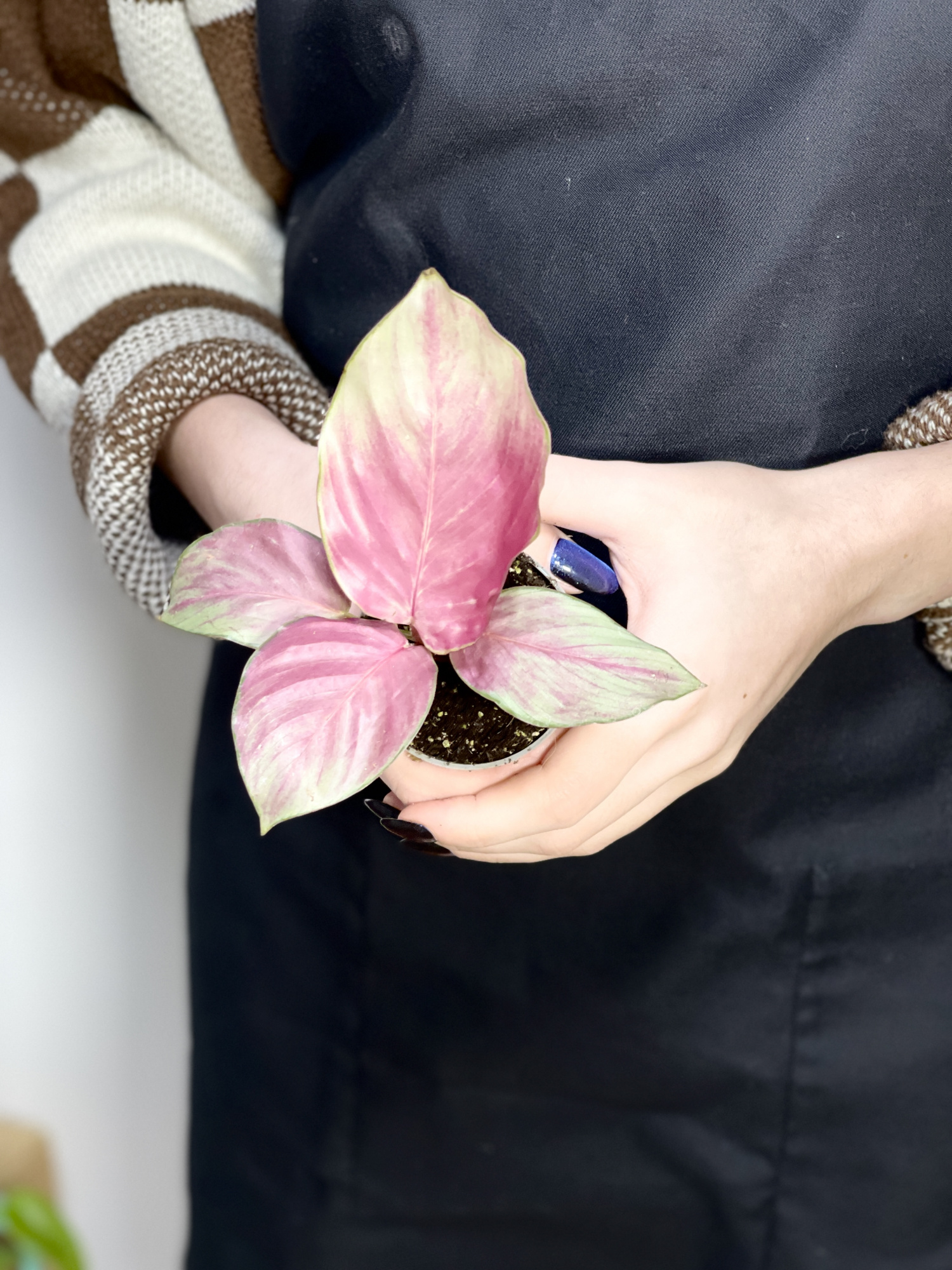 Калатея Сильвер Плейт (Calathea Silver Plate) D6см