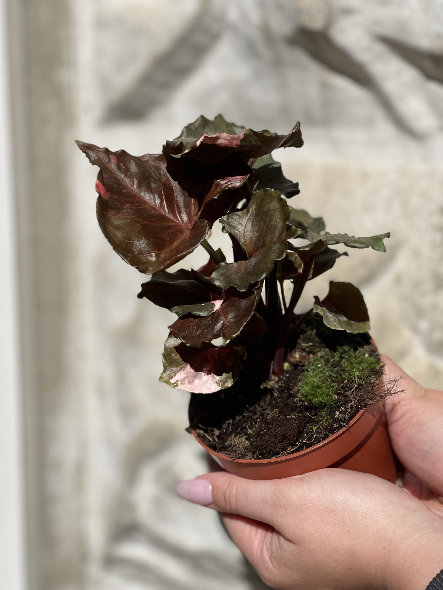 Сингониум Клубничный Лед (Syngonium Strawberry Ice) D12см