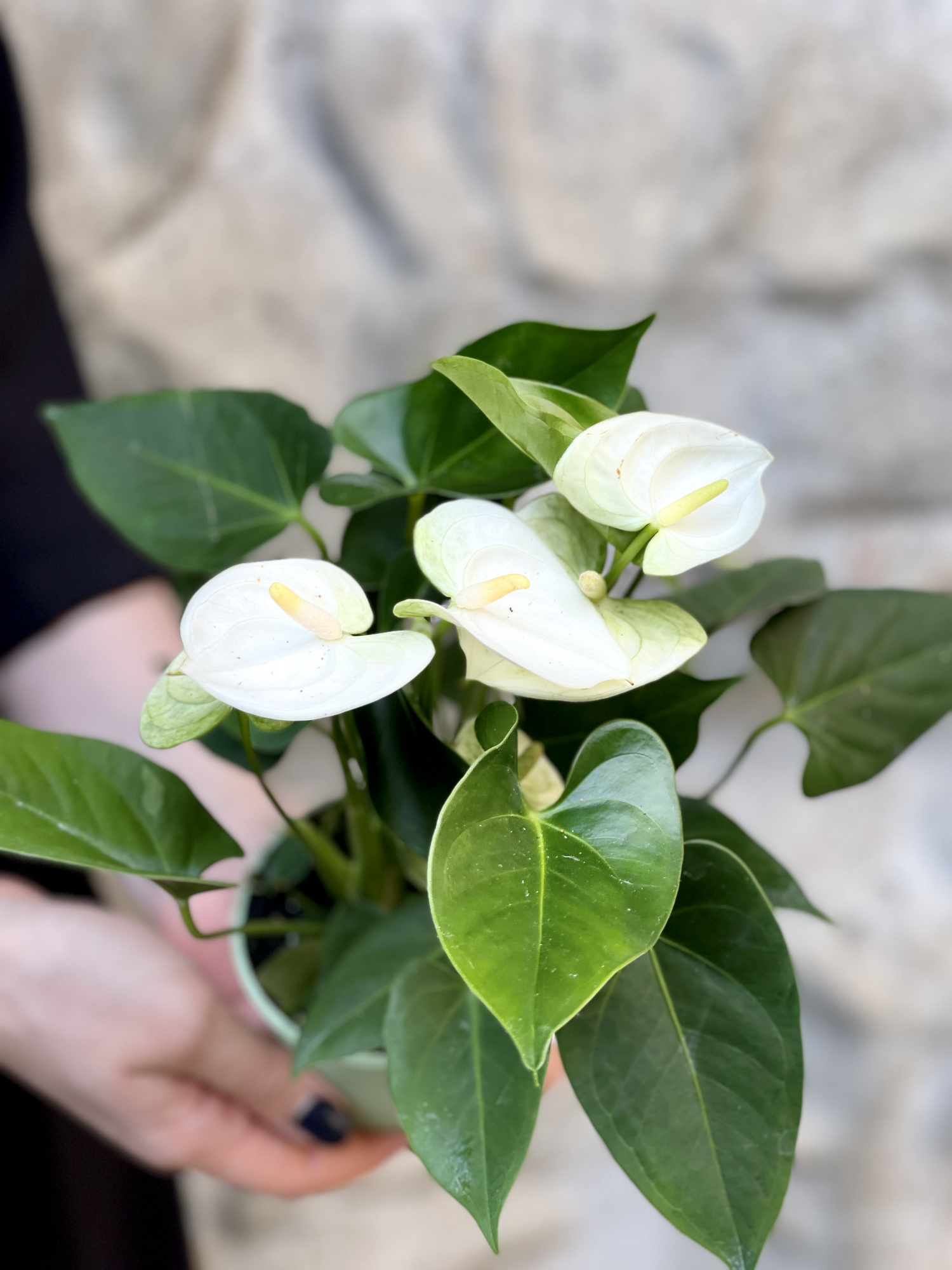 Антуриум Андре Вайт (Белый) (Anthurium Аndraeanum White) D9см