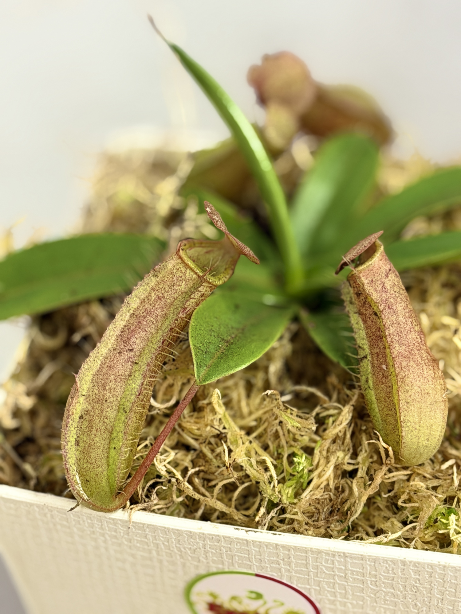 Непентес Линда (Nepenthes Linda), пересаженный D12см