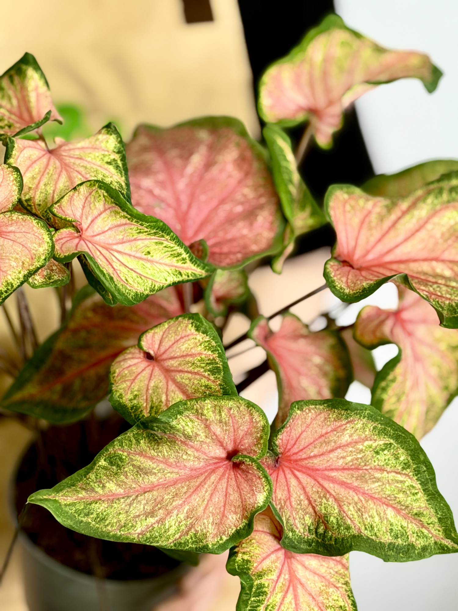 Каладиум Чинук (Caladium Chinook) D12см