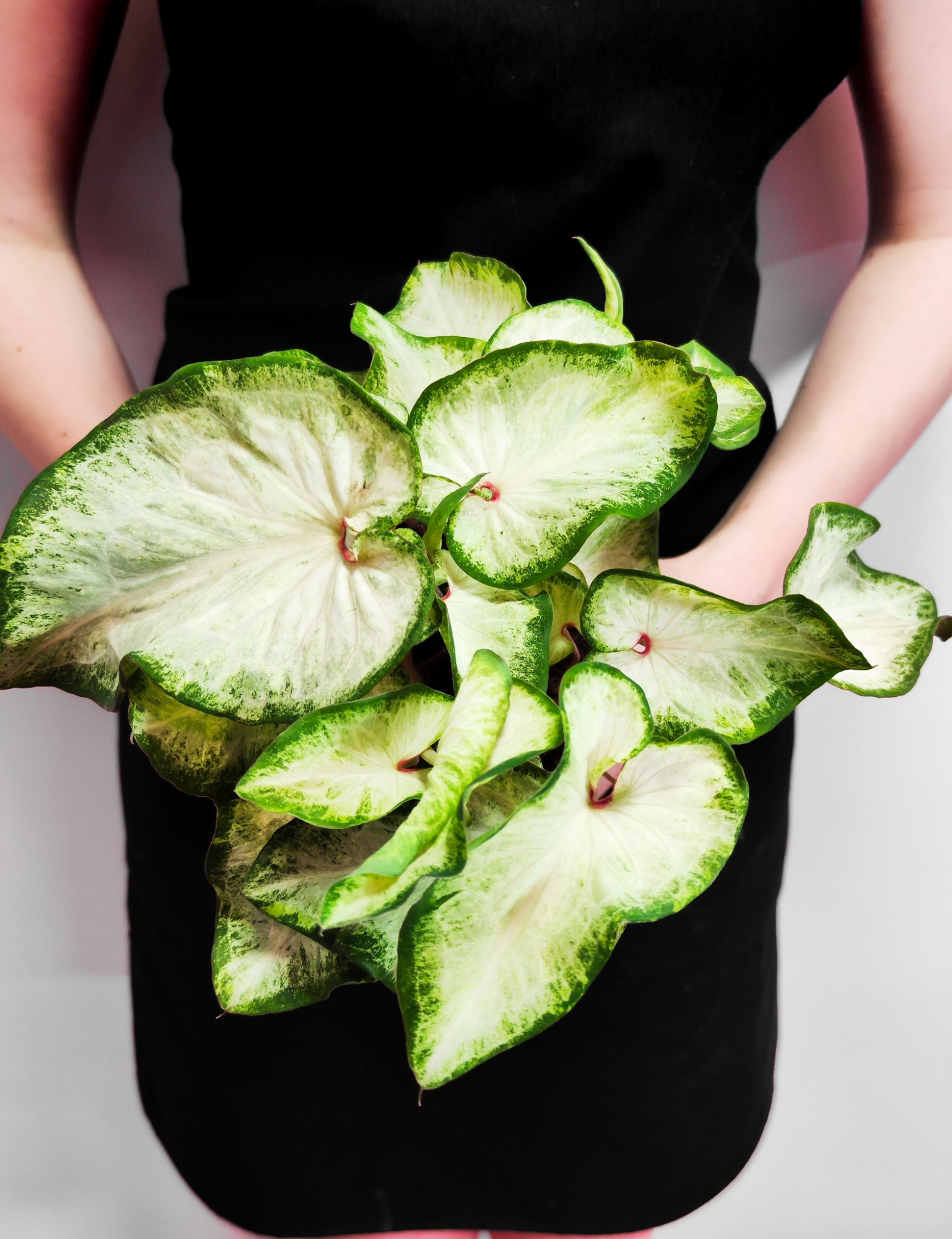 Каладиум Вайт (Caladium White) D12см
