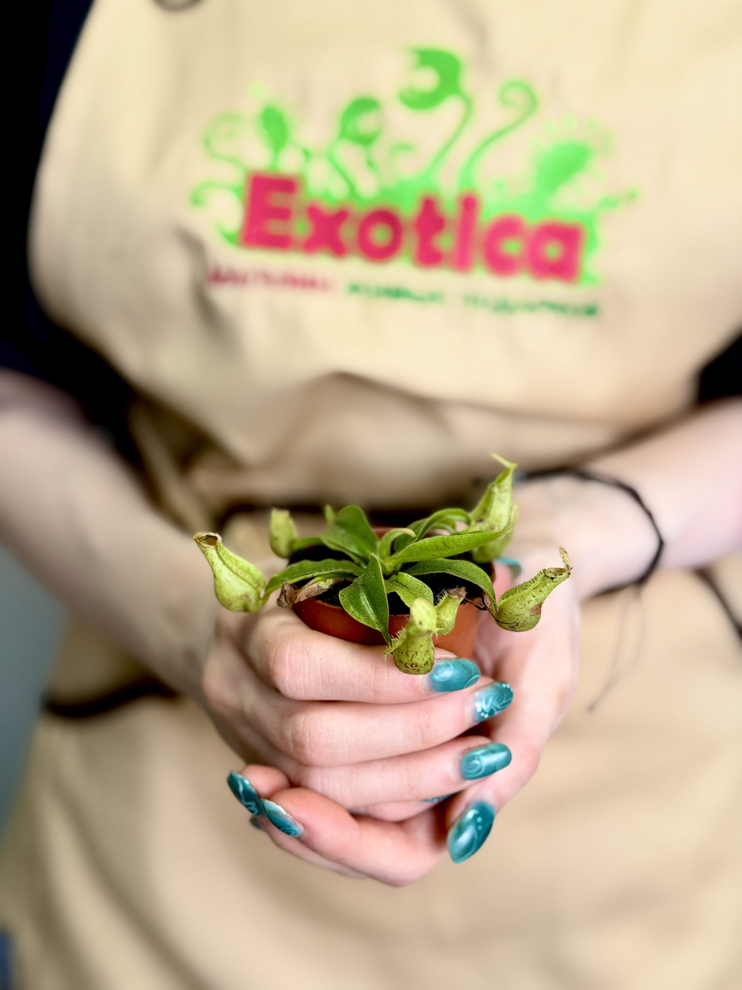 Непентес Хукериана Мини (Nepenthes Hookeriana Mini) D5см