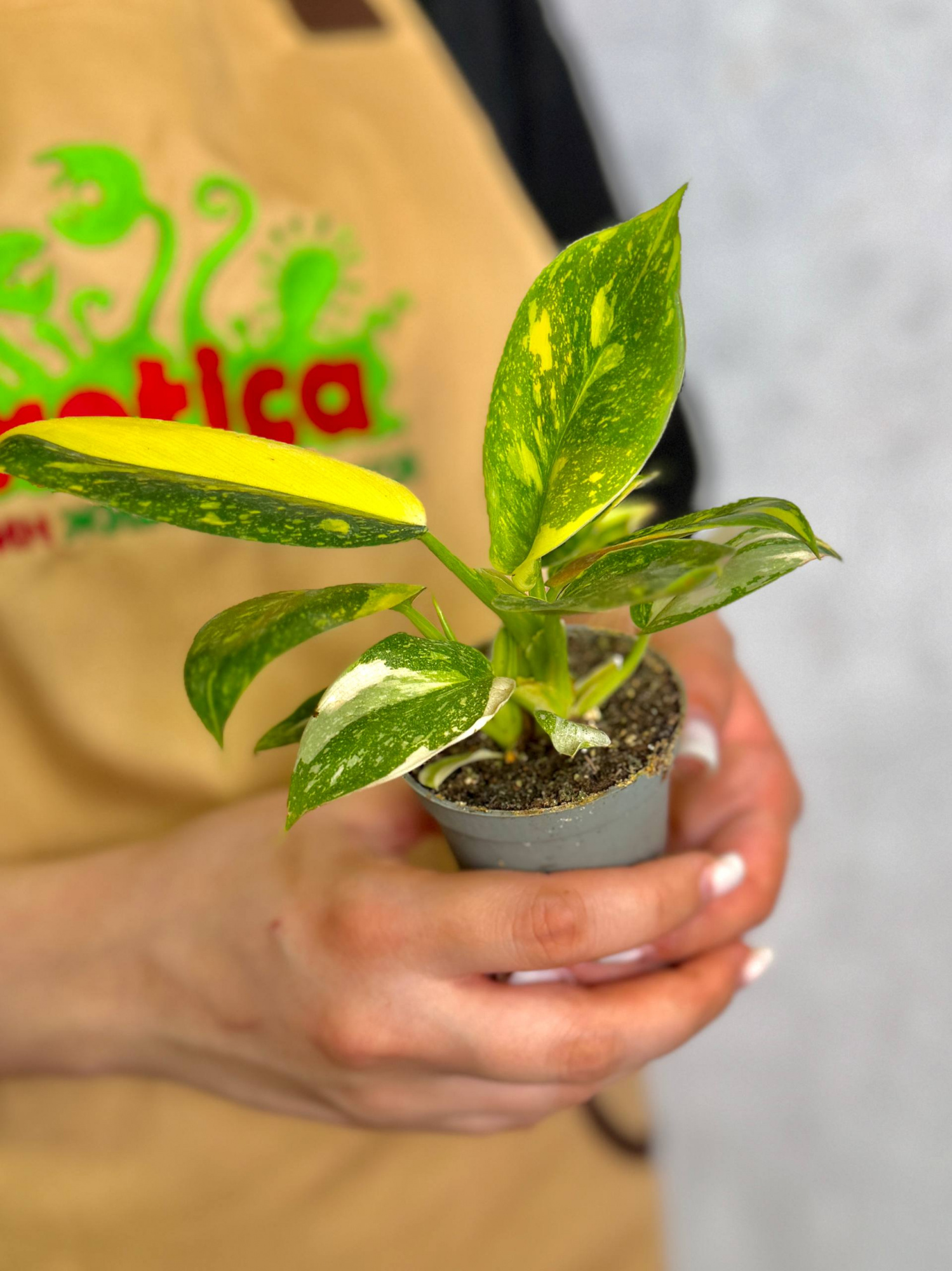 Филодендрон Грин Конго Вариегата (Philodendron Green Congo Variegata) D6см