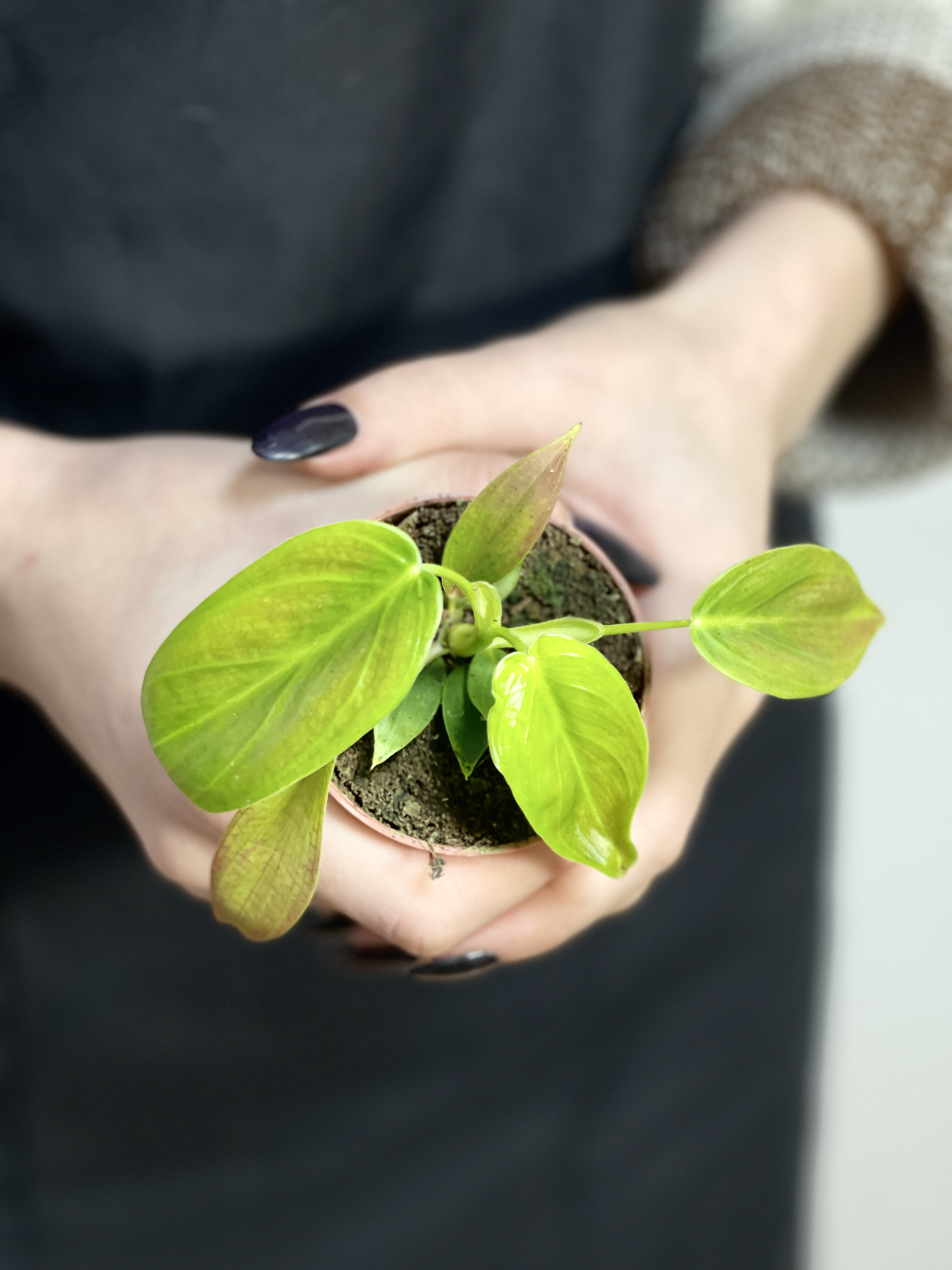 Филодендрон Эсмеральда (Philodendron Esmeralde) D6см
