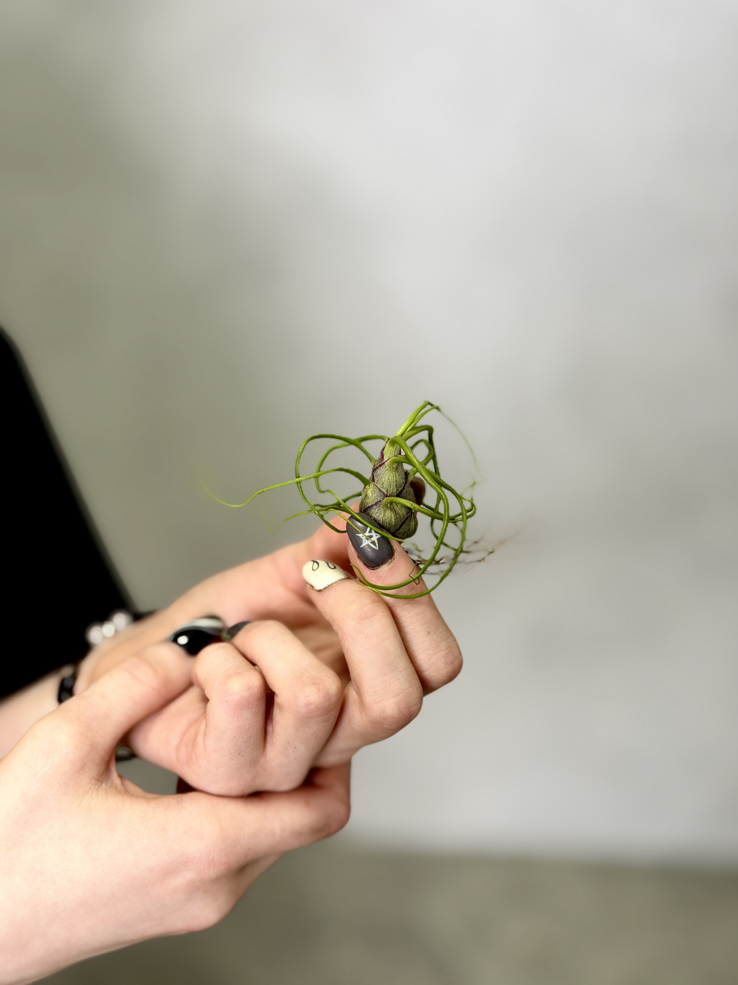 Тилландсия Бульбовидная Мини (Tillandsia Bulbosa Mini)