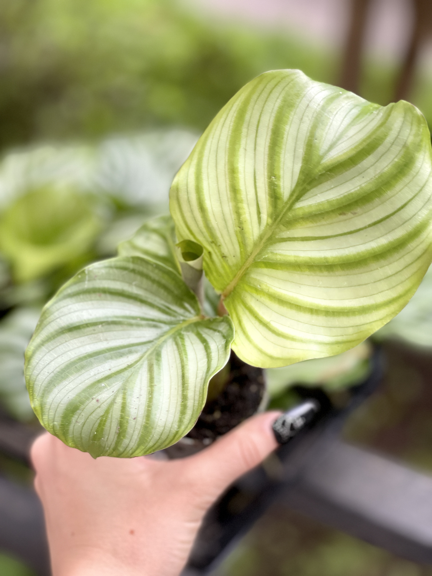 Калатея Орбифолия (Calathea Orbifolia) D6см