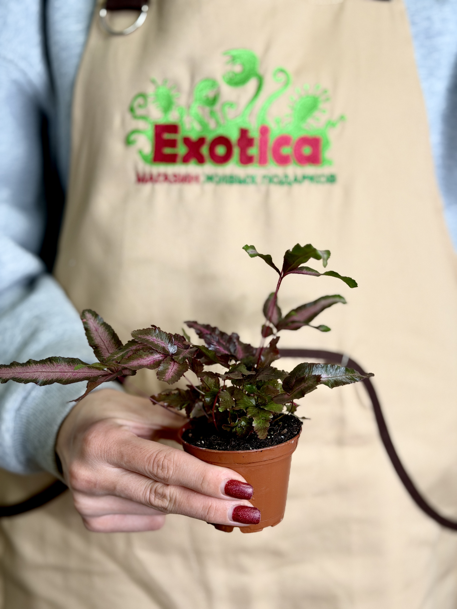 Птерис Критский Альболинеата Мейк Ап (Pteris Cretica Albolineata Make-upz) D7см