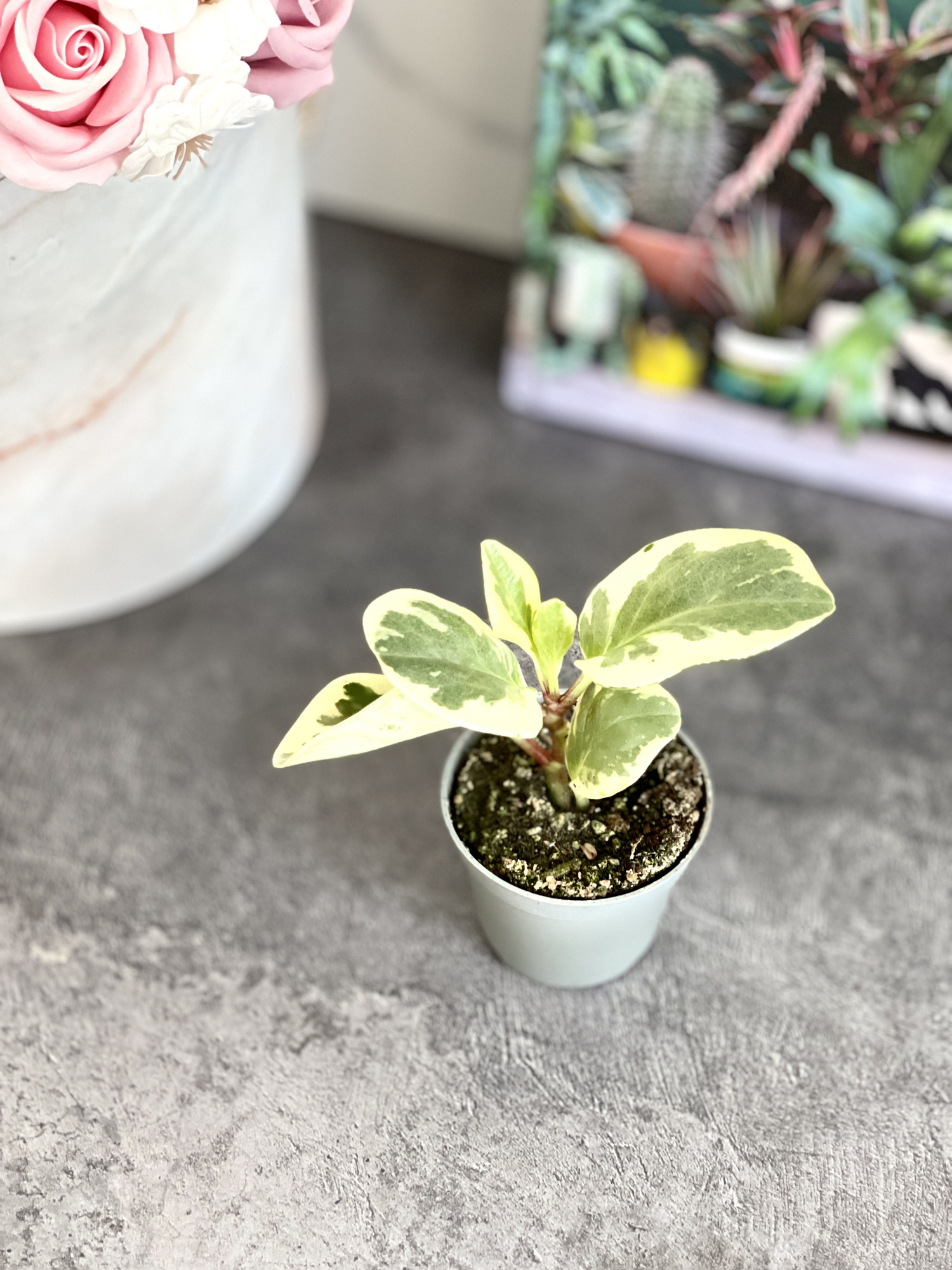 Пеперомия Туполистная Вариегатная (Peperomia Obtusifolia Variegata) D5см