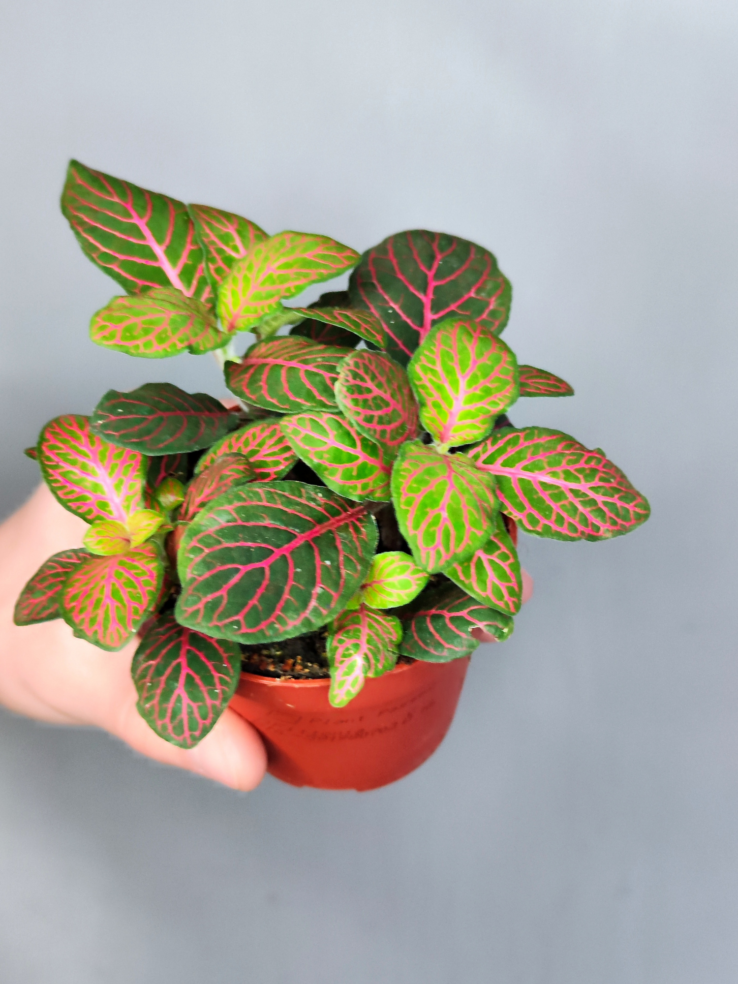 Фиттония Джоли Джосан (Fittonia Joly Josan) D8,5см