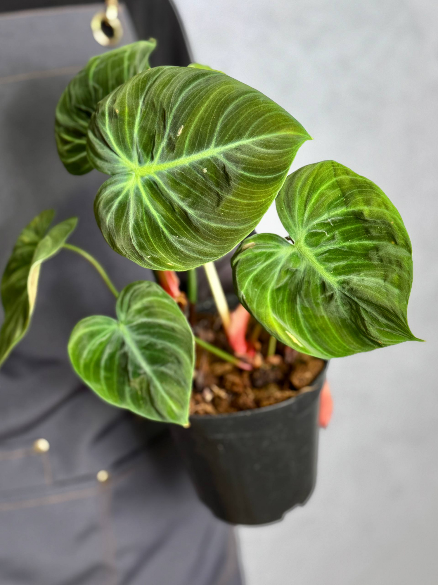 Филодендрон Эль Чоко Ред (Philodendron El Choco Red) D12см