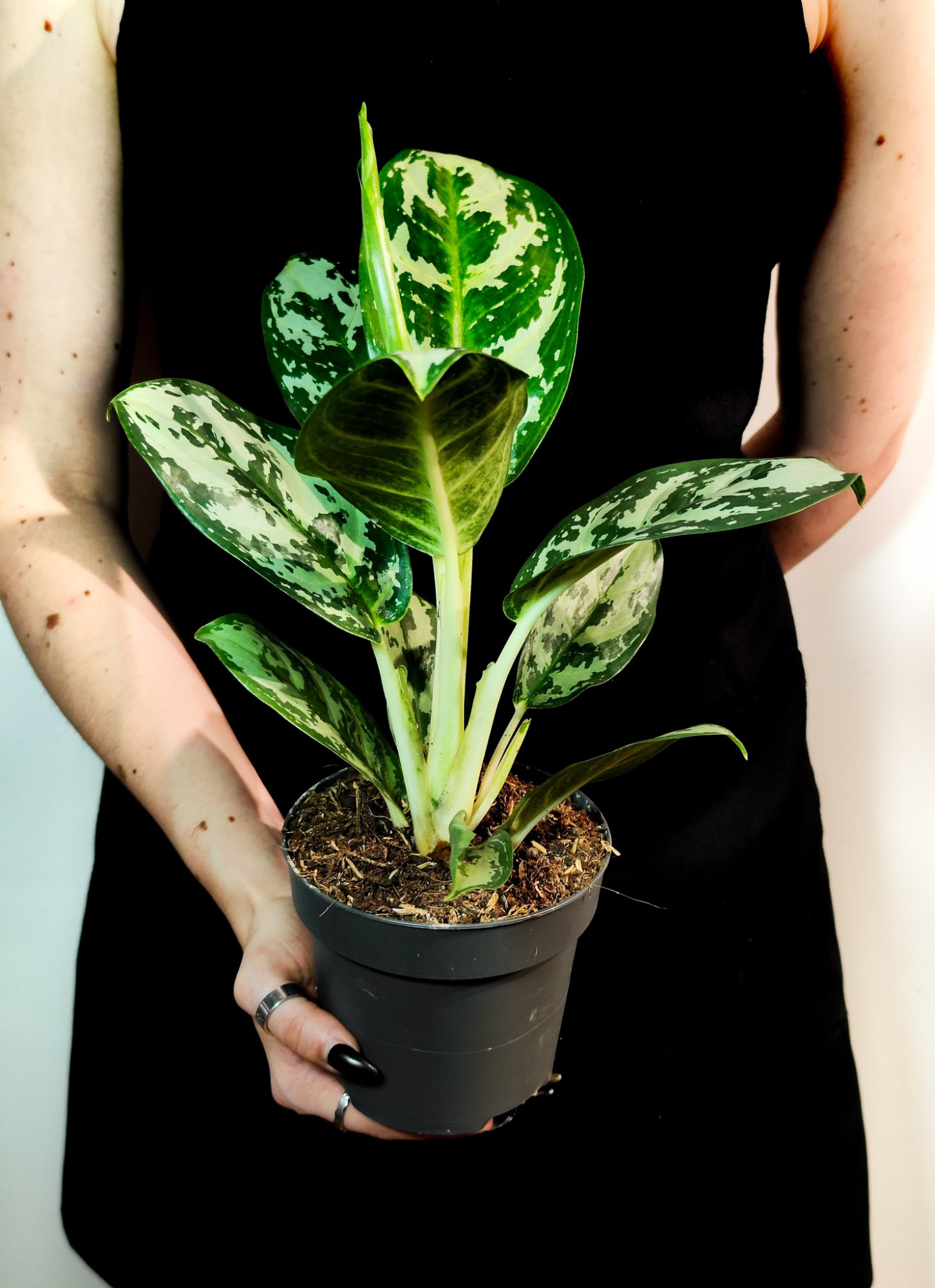 Аглаонема Амазон Сильвер (Aglaonema Amazon Silver) D12см