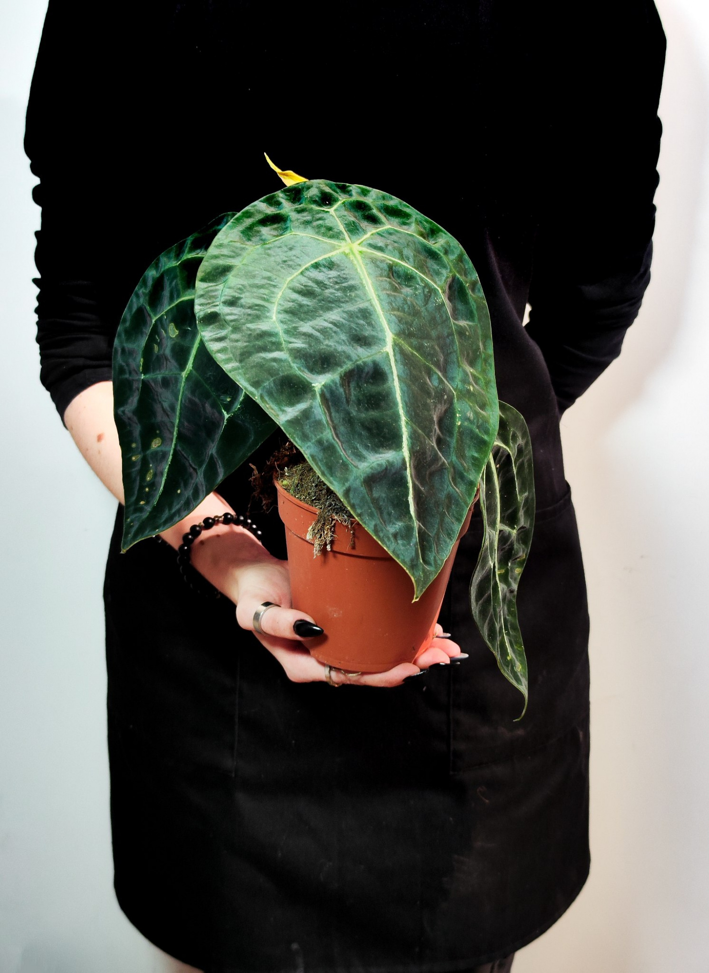 Антуриум Форгети Нигроламинум (Anthurium Forgetii x Nigrolaminum) D12см