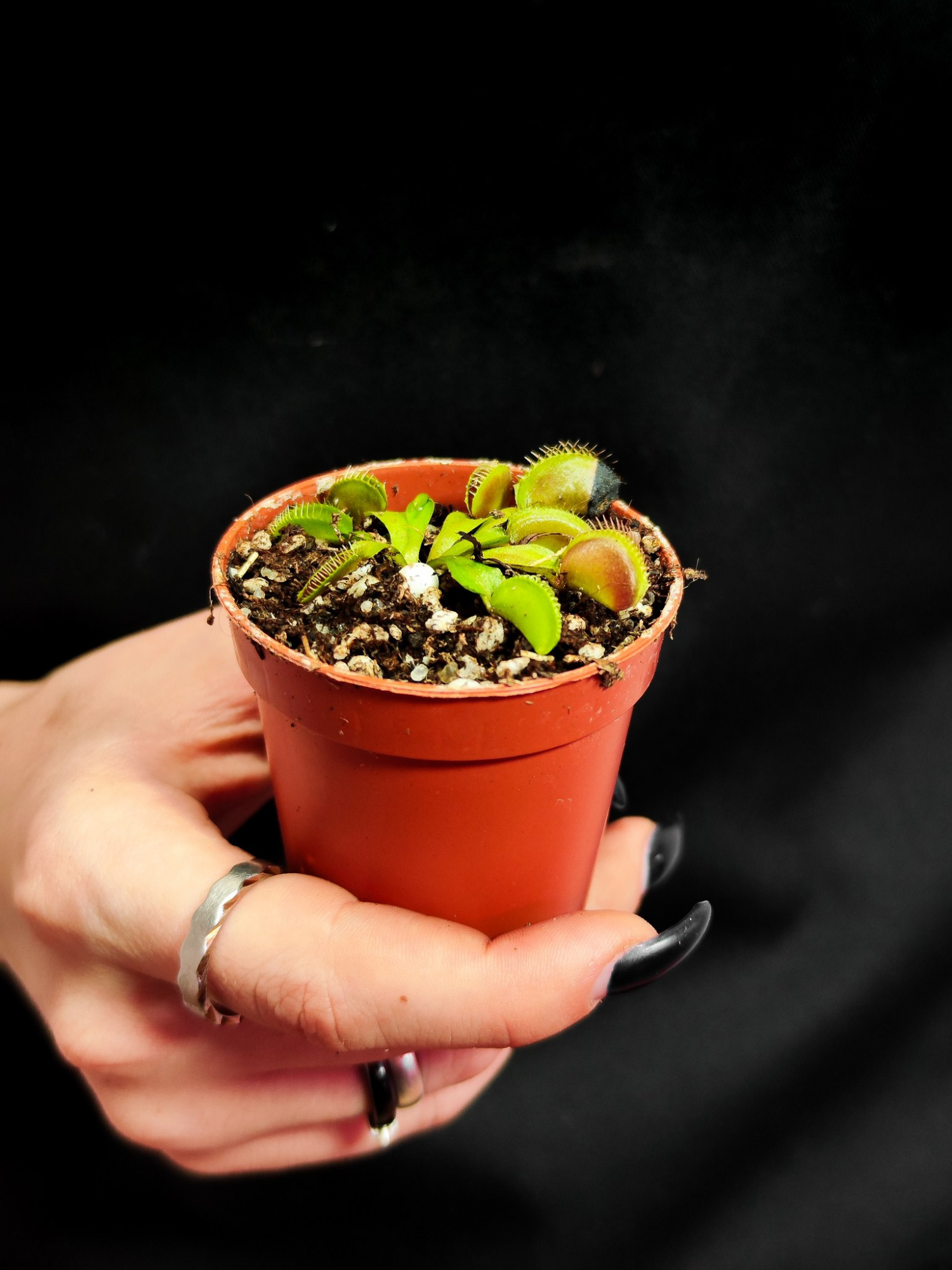Венерина Мухоловка "Чужой" (Dionaea Muscipula Alien) D5см