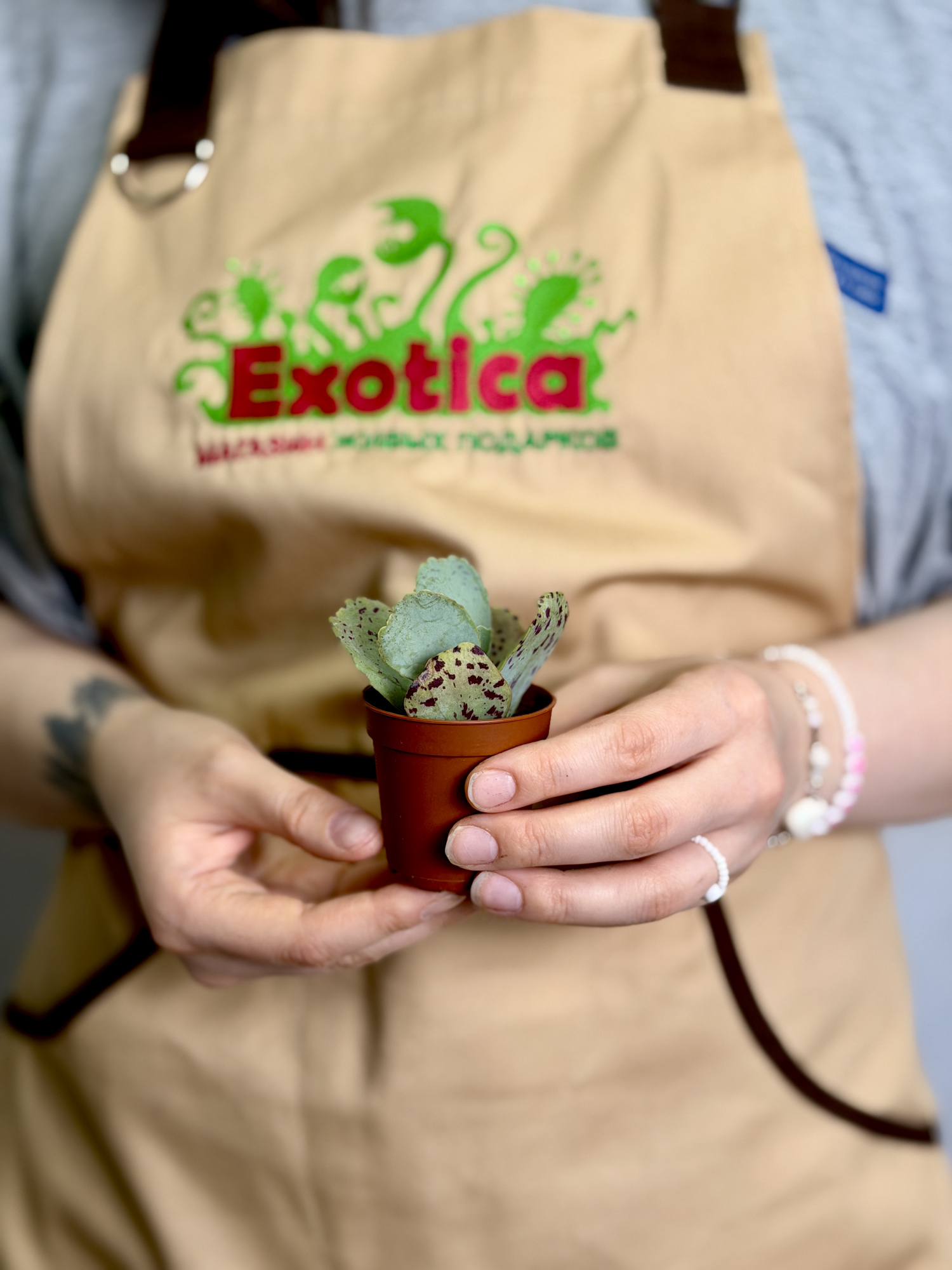 Каланхоэ Мраморное (Kalanchoe Marmorata) D5см
