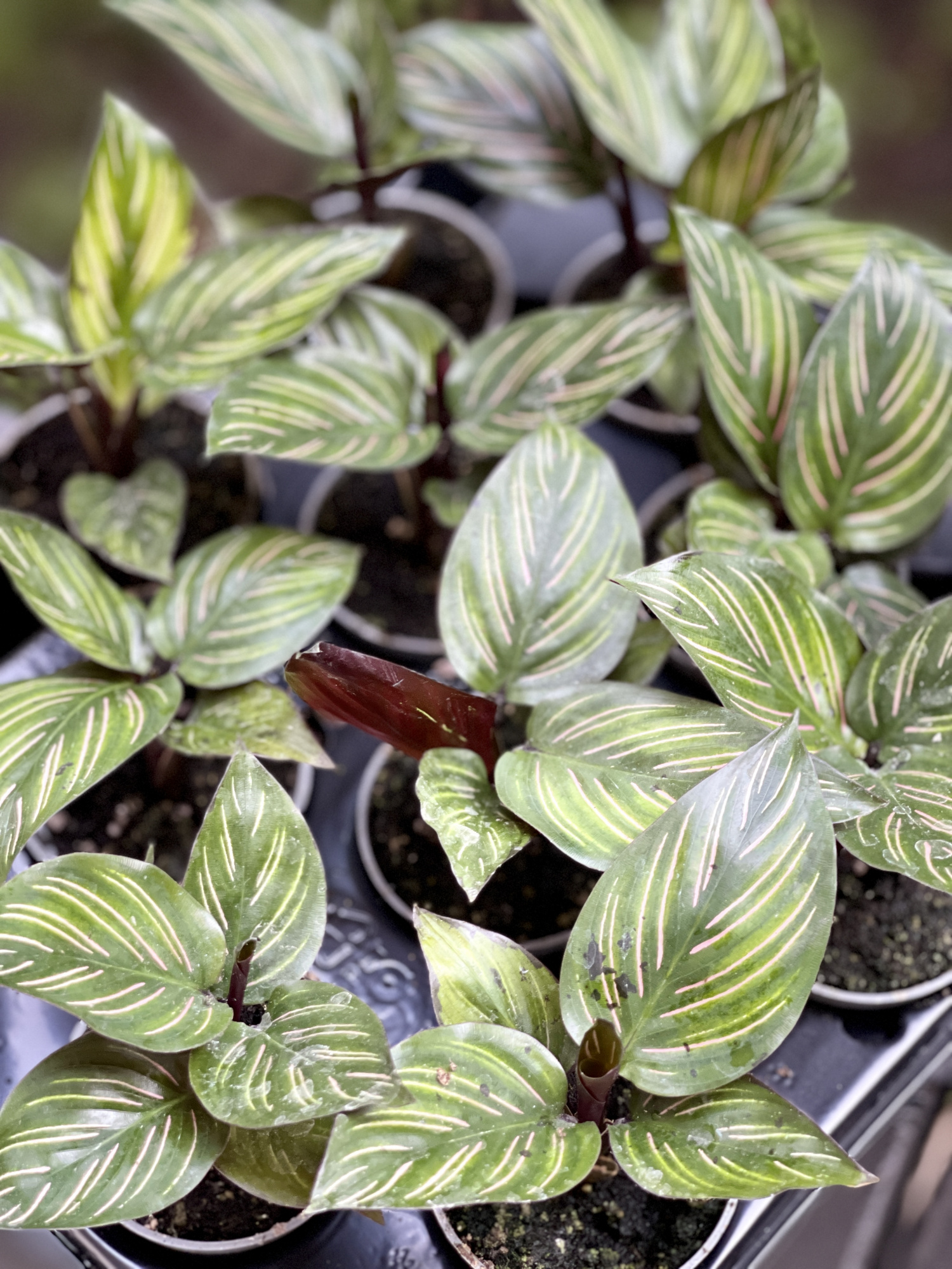 Калатея Бьюти Стар (Calathea Beauty Star) 6см
