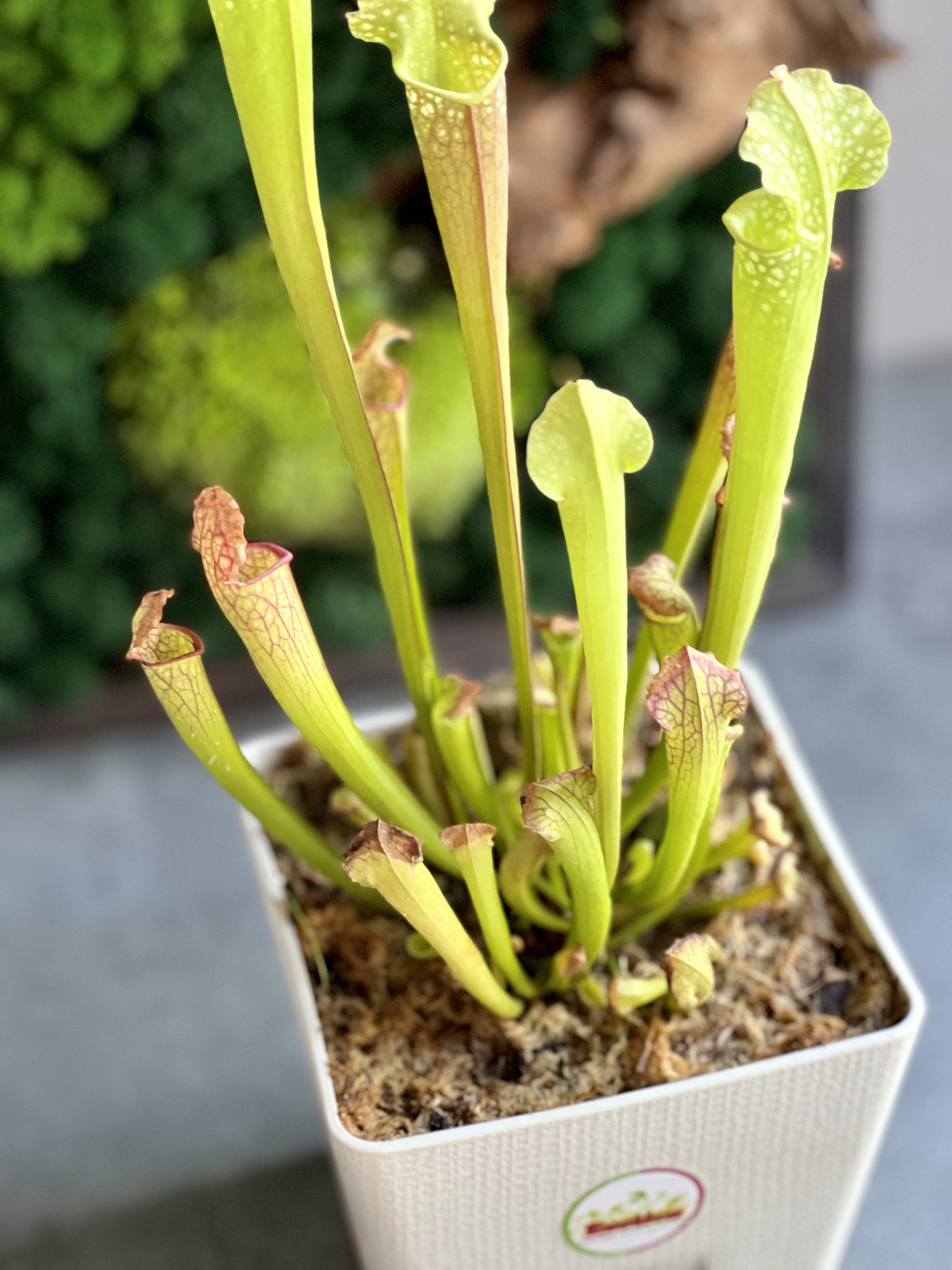 Саррацения Лейкофилла Компакта  (Sarracenia Leucophylla Compacta) пересаженная D12см