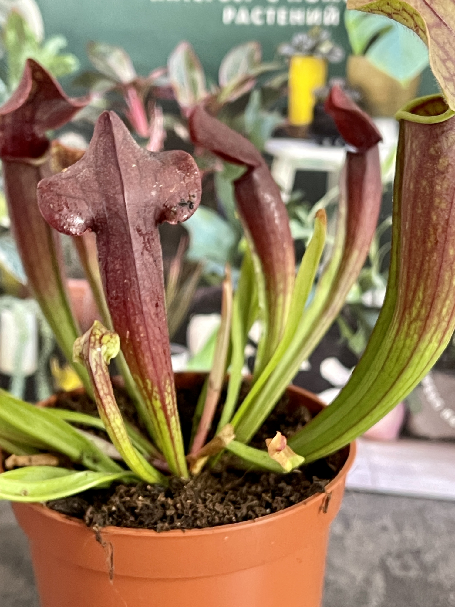 Саррацения Томас (Sarracenia Thomas) D9cм