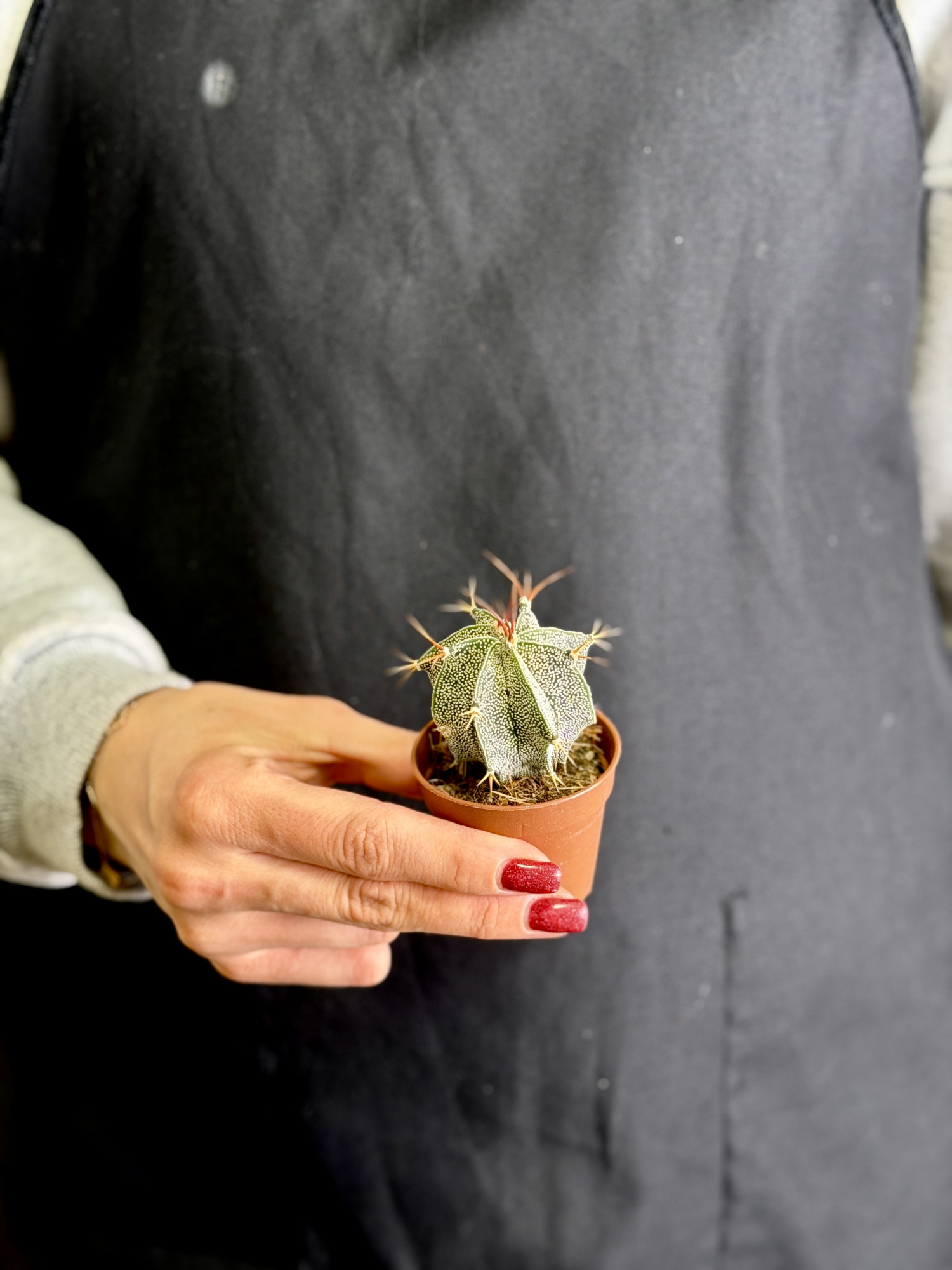 Астрофитум Орнатум (Astrophytum Ornatum) D5см