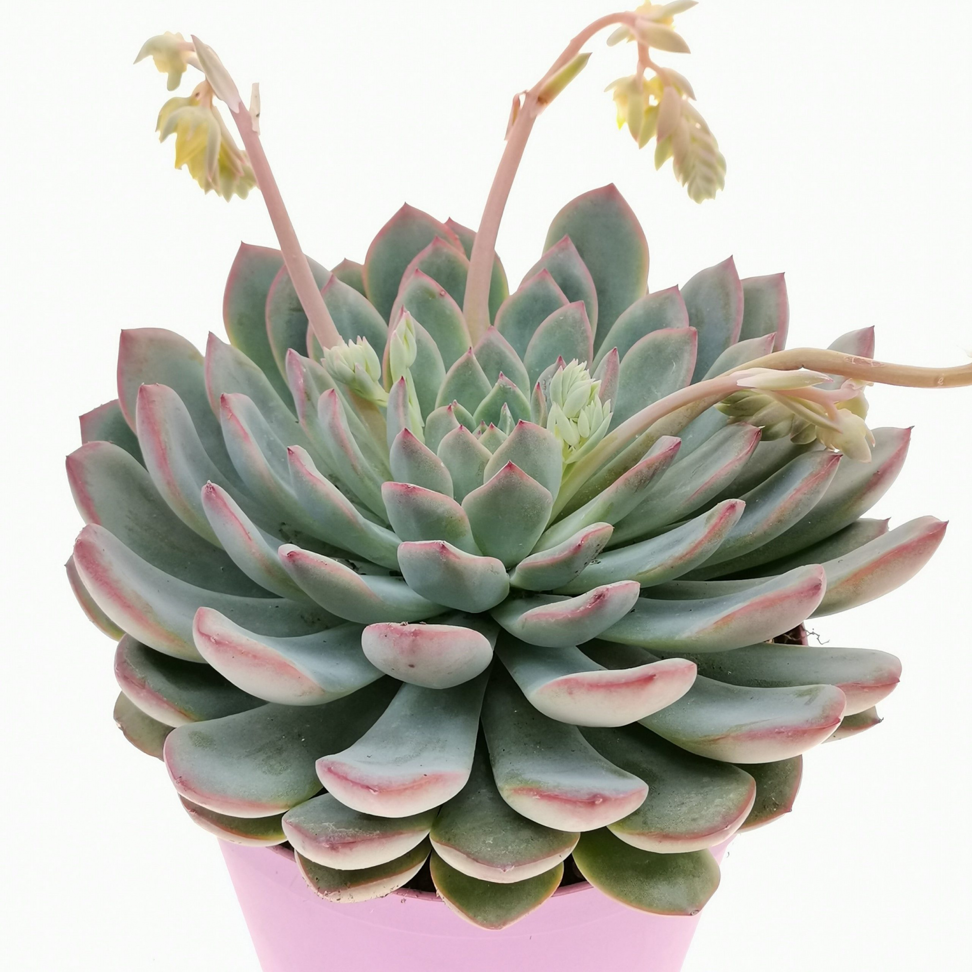 Эхеверия Апус (Echeveria Apus) D9 см.