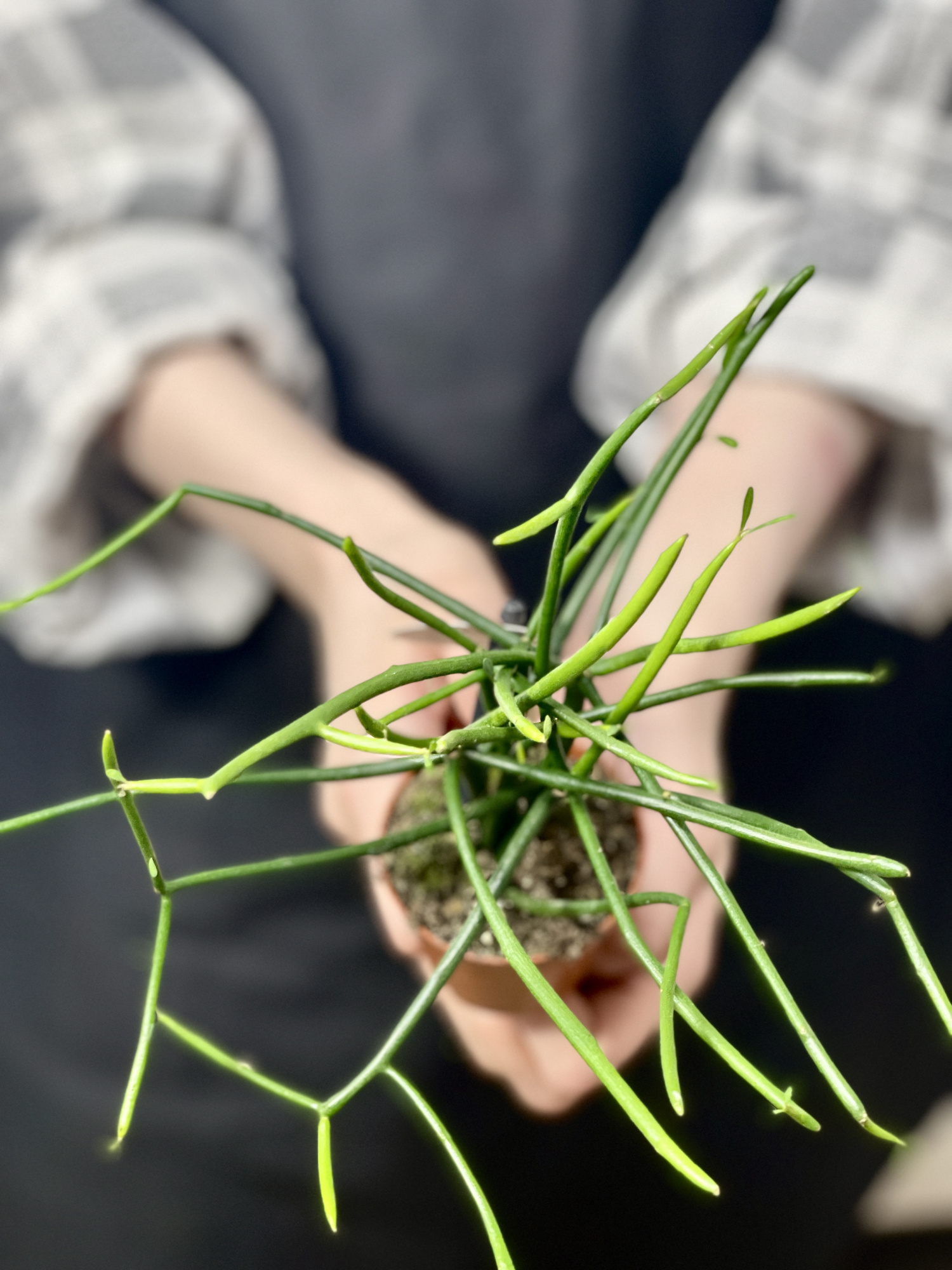 Эуфорбия (Молочай) Тирукалли (Euphorbia Tirucalli) D6см