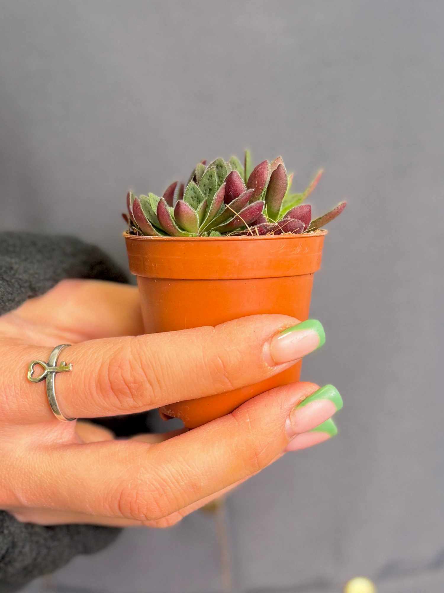 Крассула Пиктурата (Crassula Picturata) D5см
