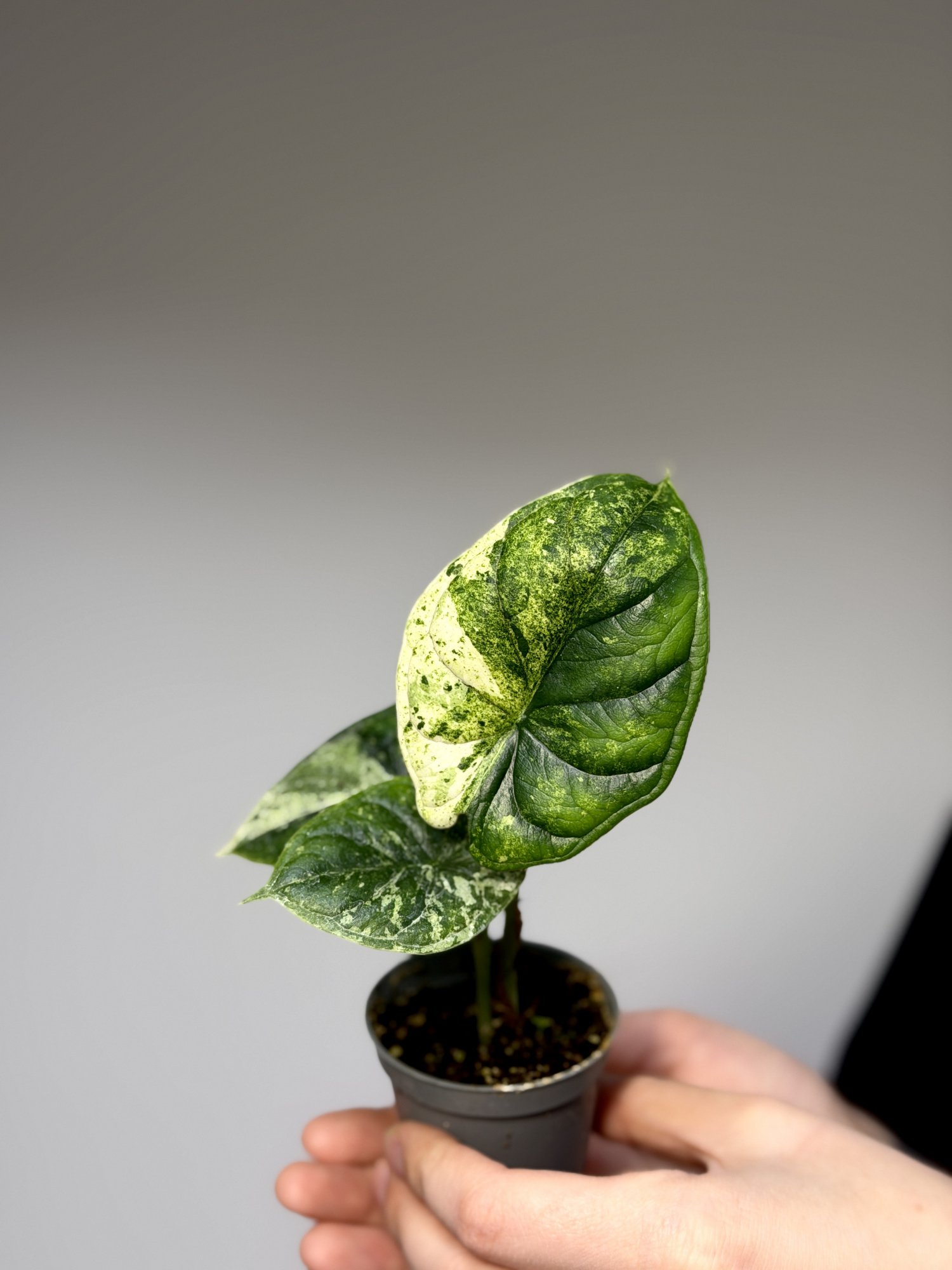 Алоказия Драгон Скейл Минт Вариегатная (Alocasia Dragon Scale Mint Variegata) D6см