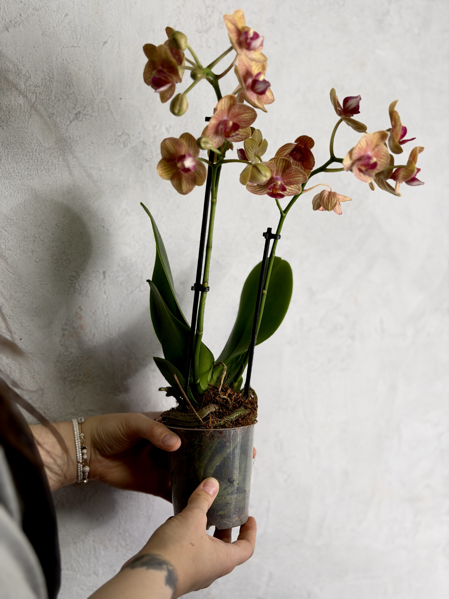 Фаленопсис Пенни Лав (Phalaenopsis Penny Love) D9см
