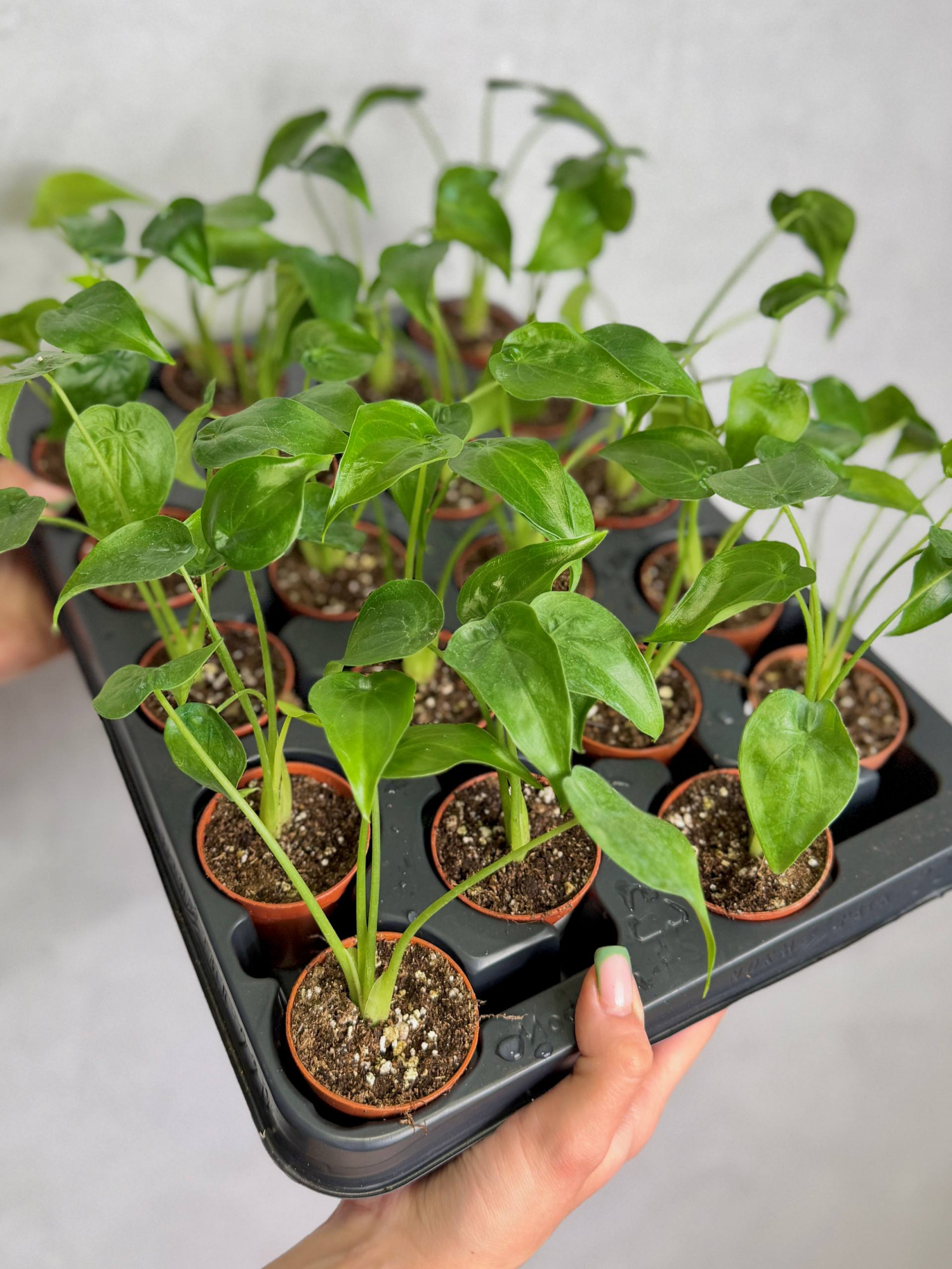 Алоказия Кукулата (Alocasia Cucullata) D6см