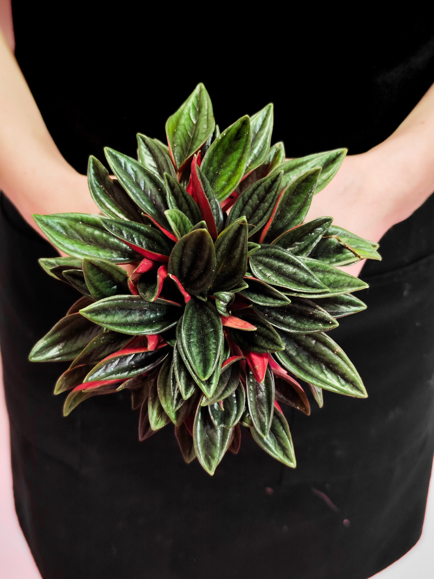Пеперомия Россо (Peperomia Rosso) D7см