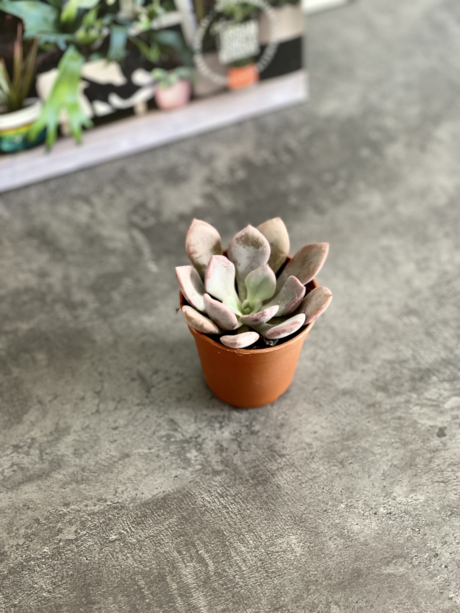 Эхеверия Металлика (Echeveria Metallica) D5см