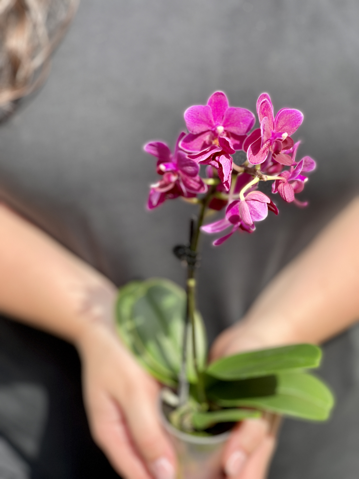 Орхидея Фаленопсис Мини Пурпурная (Phalaenopsis Multiflora) D6см