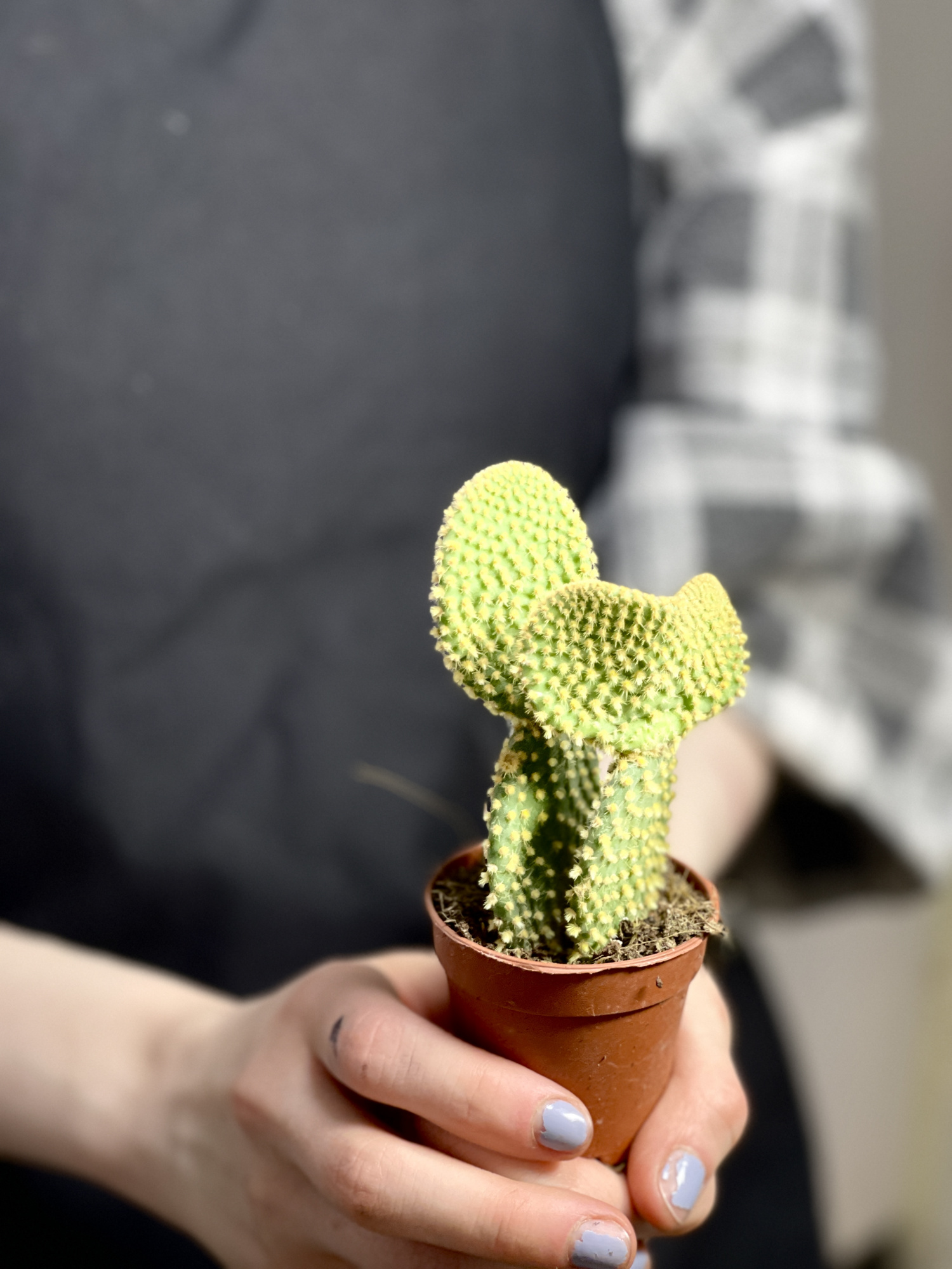 Опунция Микродазис Йеллоу Дабл (Opuntia Microdasys Yellow Double) D5см