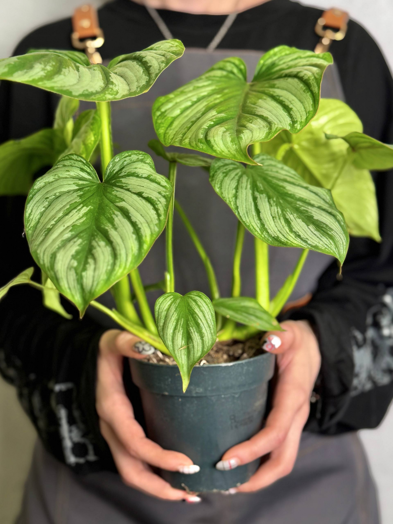 Филодендрон Мамей (Philodendron Mamei) D12см