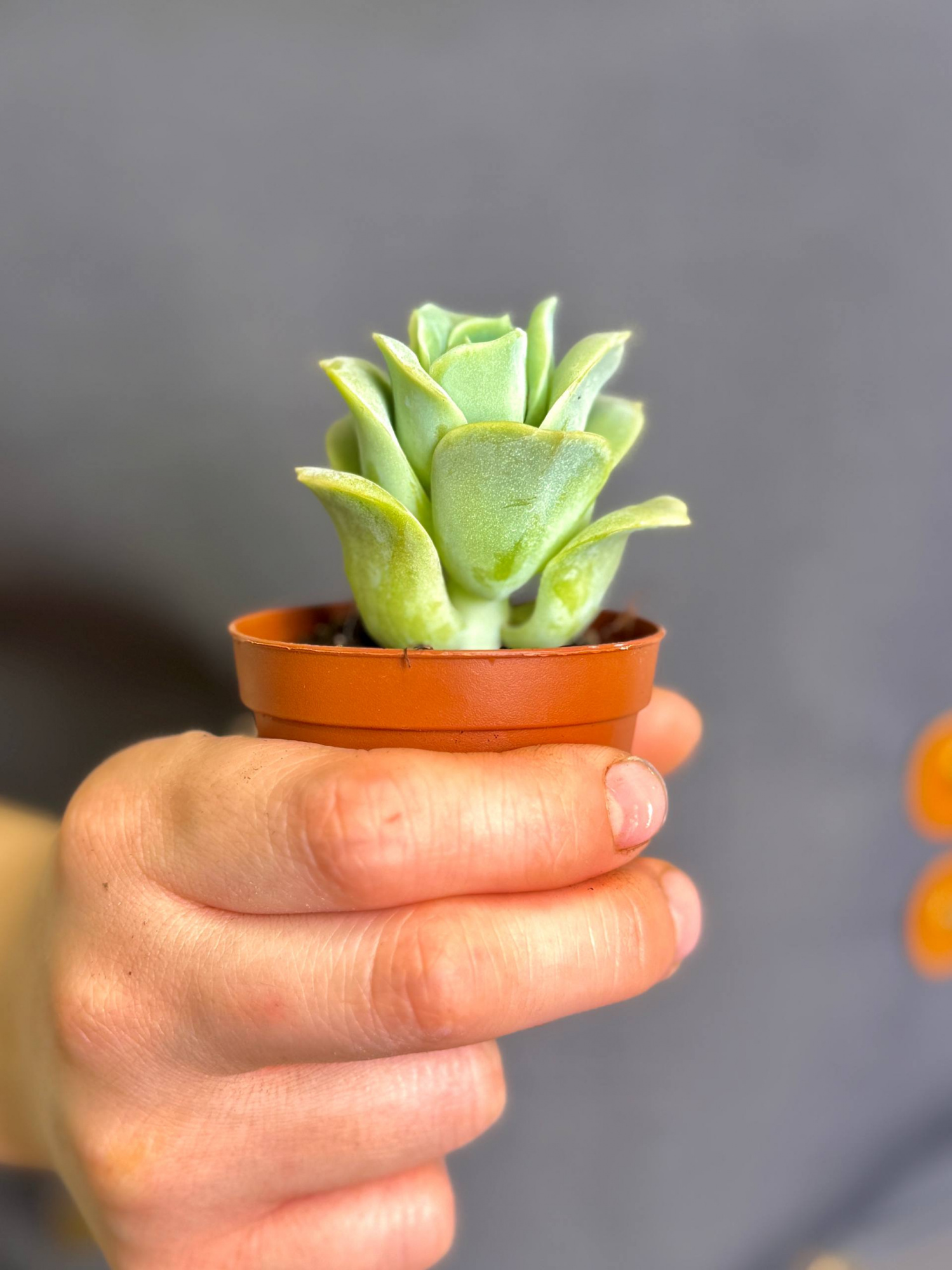 Граптоверия Лавли Роуз (Graptoveria Lovely Rose) D5см