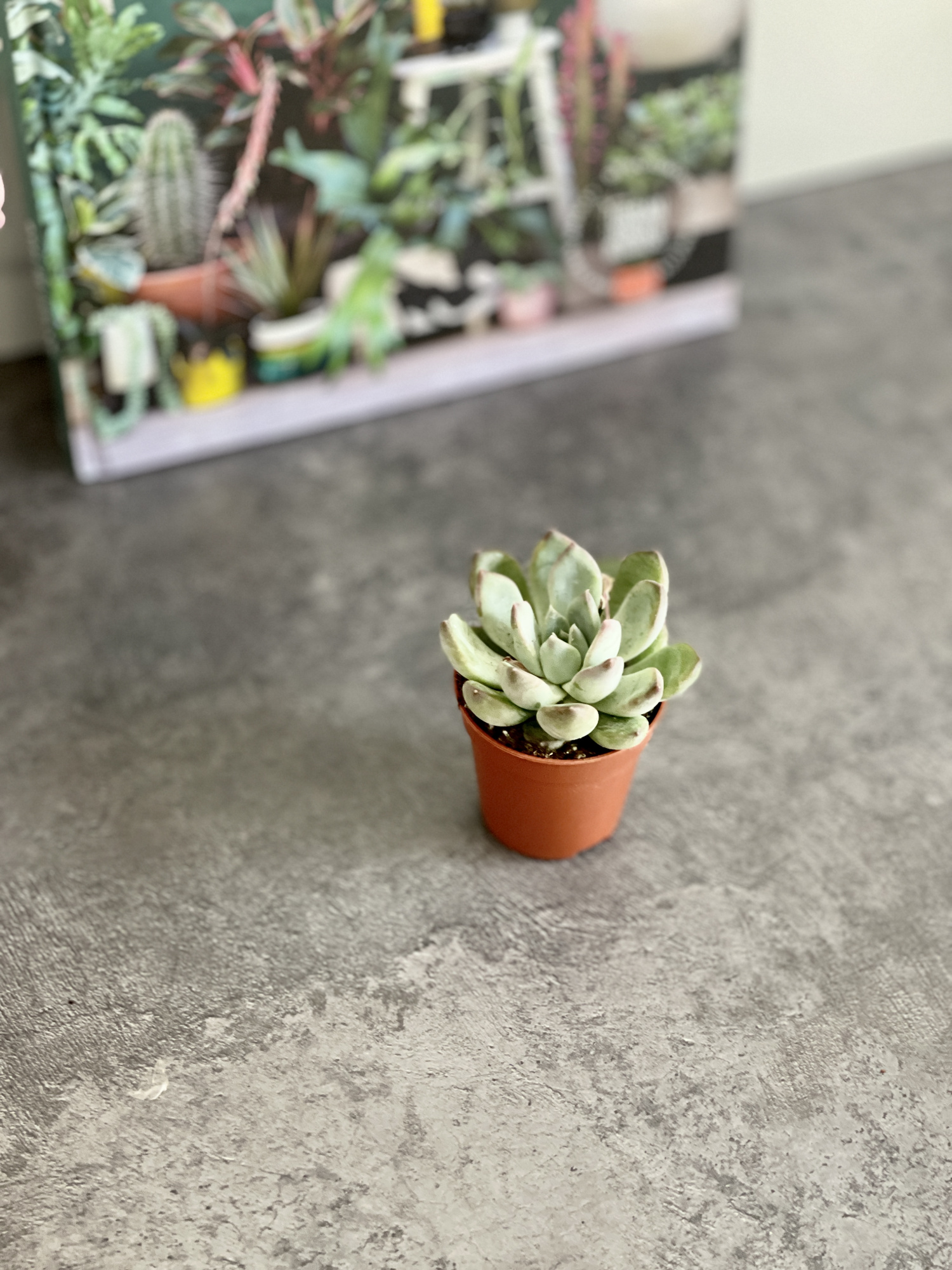 Эхеверия Линдсиана (Echeveria Lindsayana) D5см