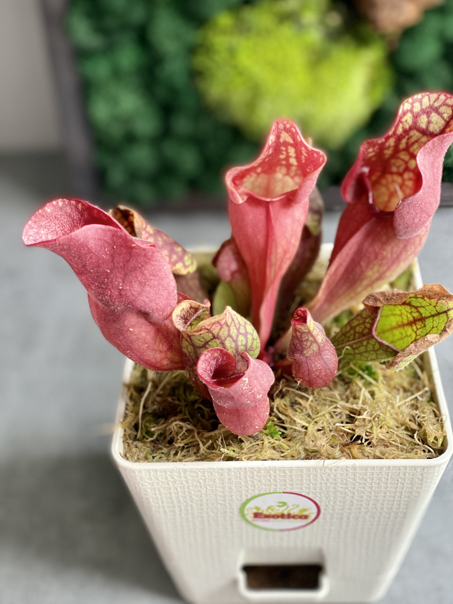 Саррацения Веноза Красная (Sarracenia Venosa Red) пересаженная D12см