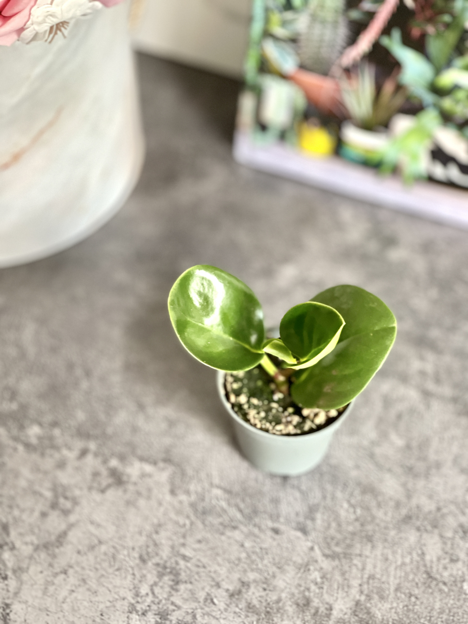 Пеперомия Туполистная Зеленая (Peperomia Obtusifolia Green) D5см
